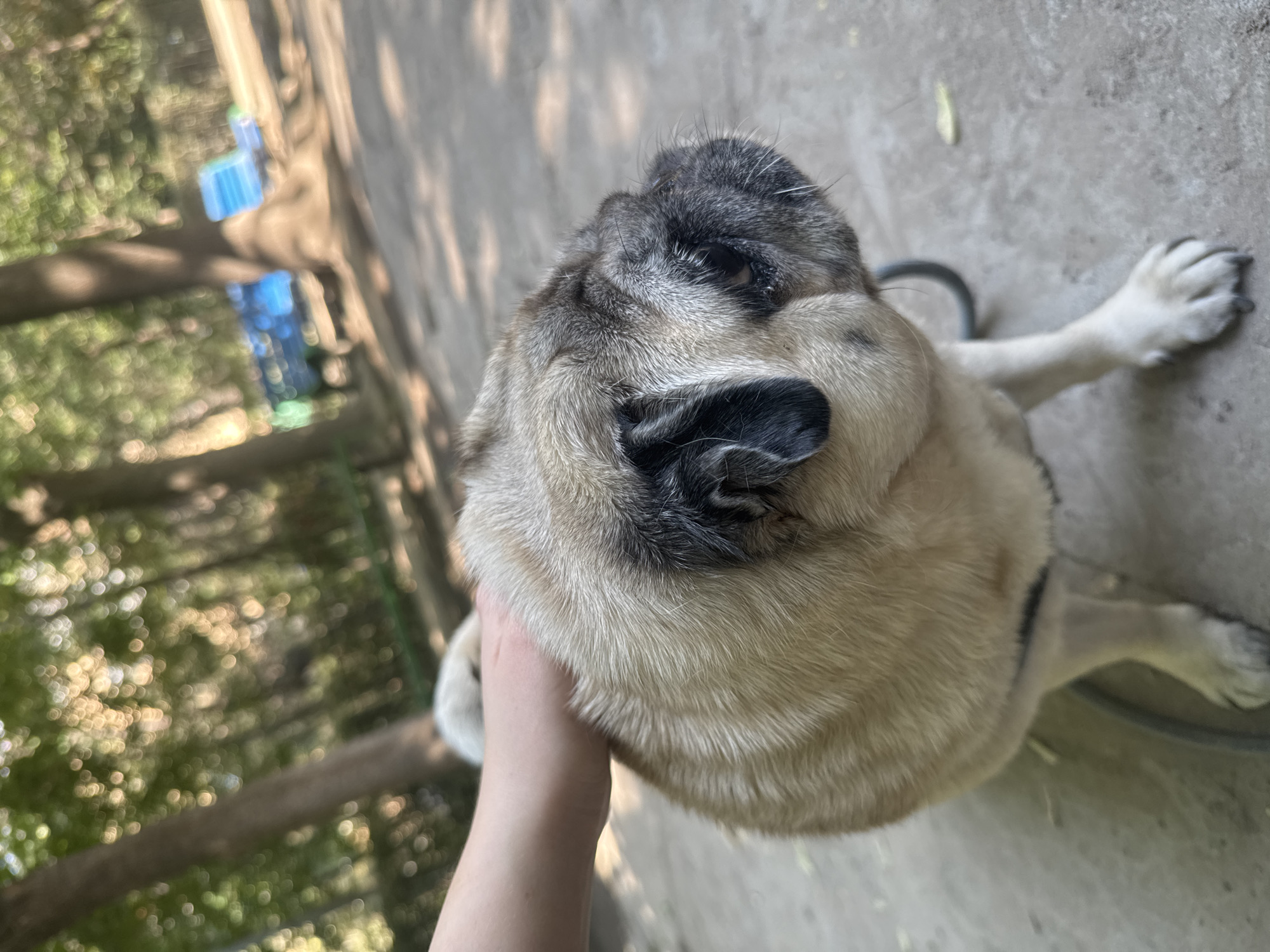 A pug dog is being petted by a human hand in an outdoor park setting. The pug is fawn colored with black markings around its eyes and ears. The dog is facing to the right and is in focus. The background is blurred and shows trees and what appears to be blue park benches. The ground is a concrete or paved surface. The scene is illuminated by natural light, casting shadows on the ground. There is no indication of the specific location within Bishkek City, Kyrgyzstan, other than it being an outdoor park.