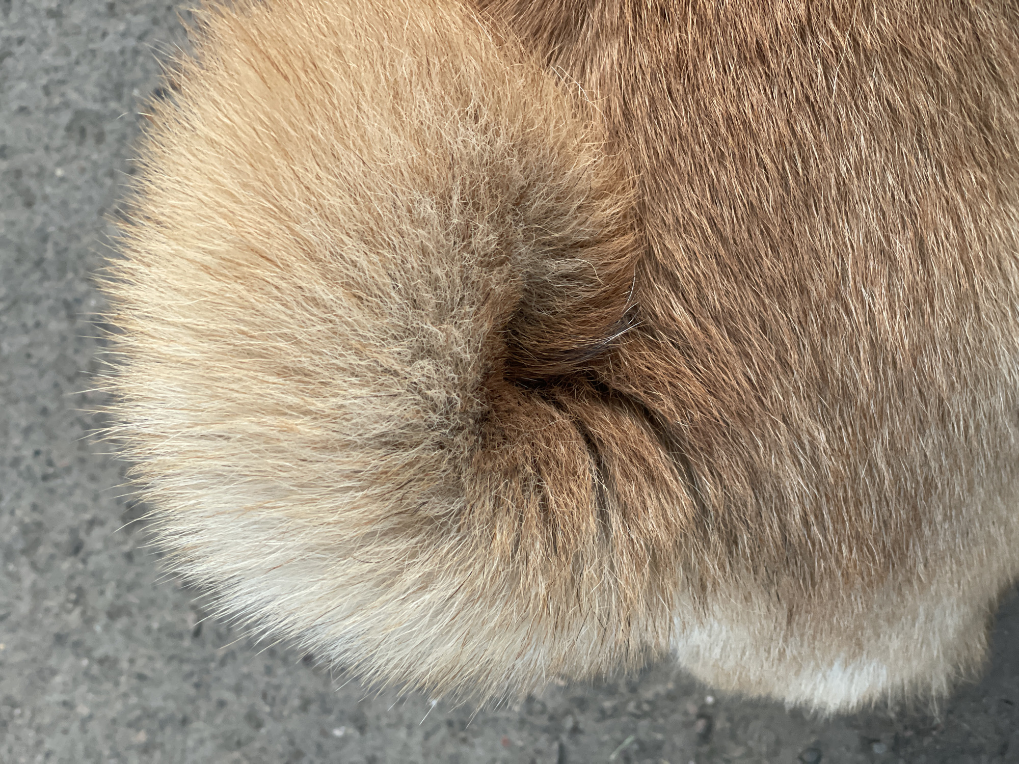 The main image captures a close-up, high-angle view of the fluffy, curled tail and a portion of the body of an animal, likely a dog. The fur on the tail is dense and predominantly a light blonde or cream color, particularly at its tip. Adjacent to the tail, the fur on the animal's body transitions to a darker reddish-brown hue. The texture of the fur appears thick and soft. The animal is positioned on a dark grey, textured surface, likely asphalt or concrete, which is visible in the background and at the edges of the animal's fur.
The accompanying cropped images provide more detailed views of the fur's texture and color variations. They highlight the individual strands of fur, showing the blend of light and darker brown tones, and the contrast between the animal's coat and the coarse ground beneath. The lighting suggests it is daytime. No specific activity is depicted, as the animal is stationary. There is no visible text in any of the images. Given the location context of Zheleznogorsk, Russia, and the appearance of the fur and tail, the animal could be a breed well-suited to colder climates, such as a husky or a similar type of dog.