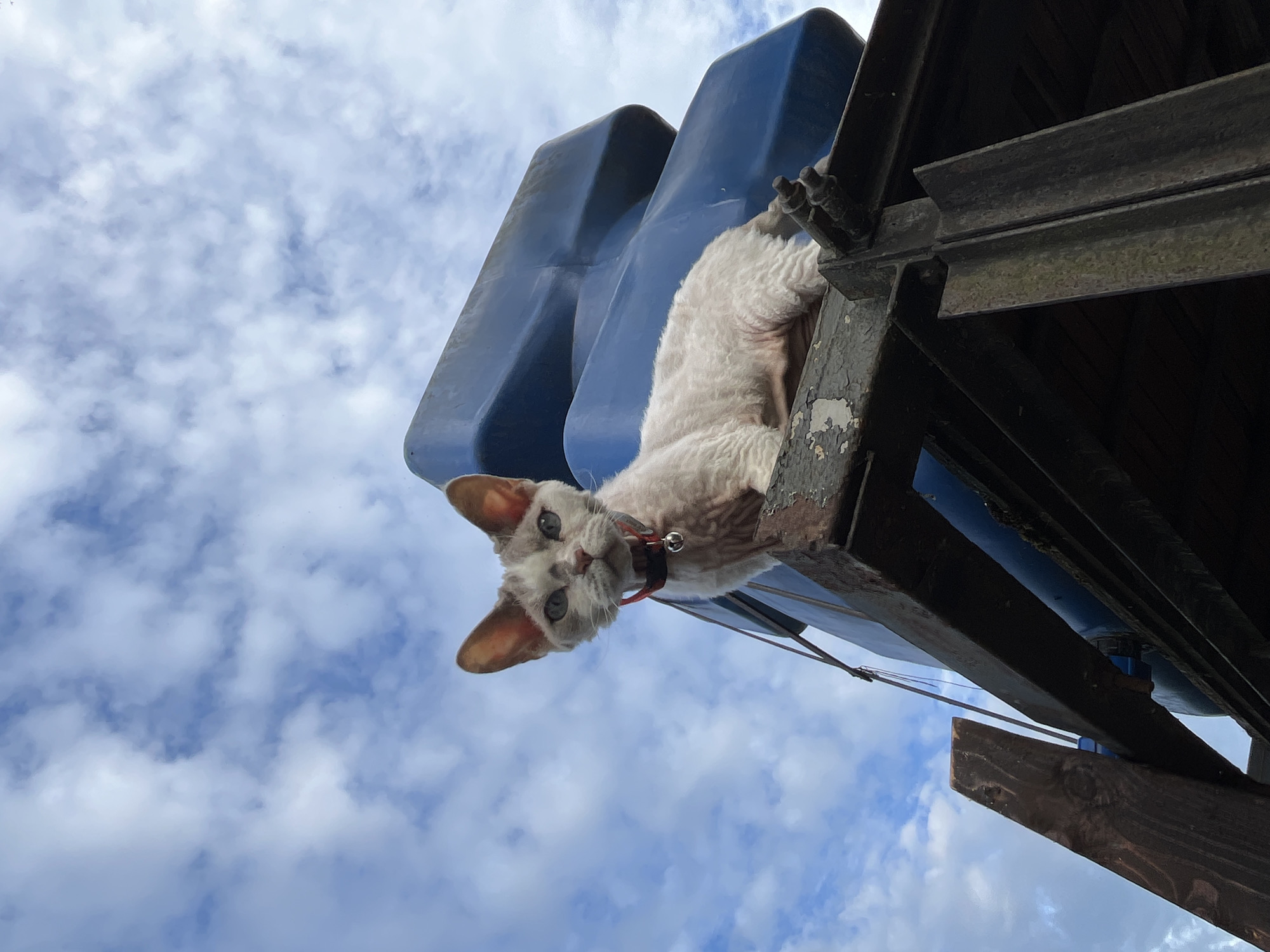 A low-angle, wide shot captures a distinctive cat on a wooden platform, with a bright blue, curved plastic object behind it. The cat, with a curly white coat and large ears, looks directly at the camera. It wears a red collar with a small silver bell. The background is a sky filled with scattered white clouds against a light blue expanse. The platform itself is made of weathered wood and metal beams, suggesting an outdoor, possibly rustic setting in Вельяминово, Russia. The lighting indicates daytime, and the perspective places the viewer below the subject.