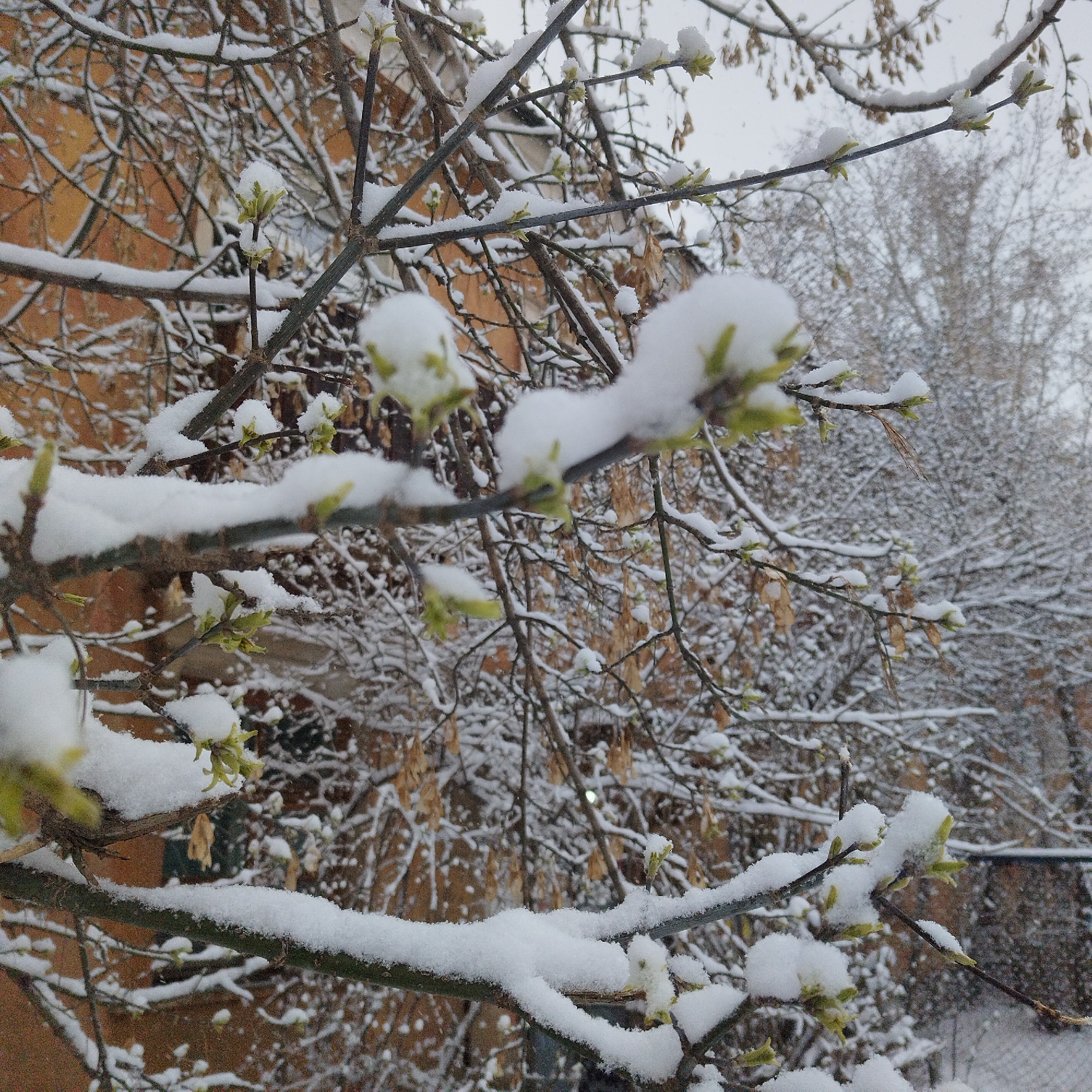 The image depicts a snow-covered tree branch in Yekaterinburg, Russia, in what appears to be a residential area. The branches are covered with snow, which also blankets the nascent green buds. In the background, other snow-laden trees are visible, along with a building with a brown facade. The scene is overcast, suggesting a recent snowfall. No people are visible in the frame.