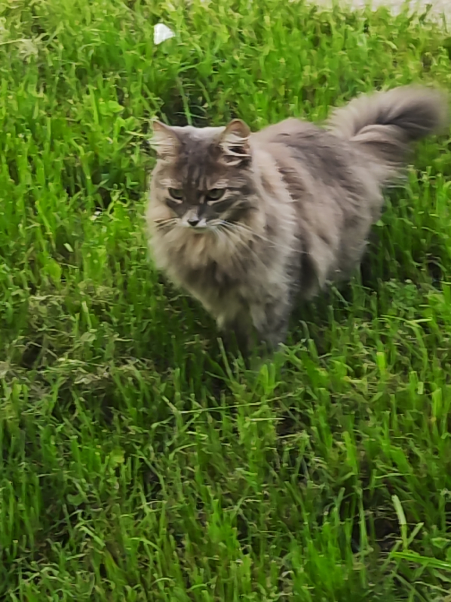 A medium-shot photograph captures a fluffy, grey and brown cat standing in lush green grass. The cat is facing the viewer, with its head tilted slightly to the side. Its eyes are green and appear alert. The cat's fur is long and appears somewhat unkempt, giving it a wild appearance. Its tail is bushy and curves upwards. The grass is dense and appears to be recently mowed, with some dried clippings visible in the foreground. The lighting suggests it is daytime, with no harsh shadows, indicating overcast weather or diffused sunlight. The setting is a natural outdoor environment, likely a lawn or meadow. The overall impression is one of a calm and curious feline in its natural habitat. No text is visible in the image.