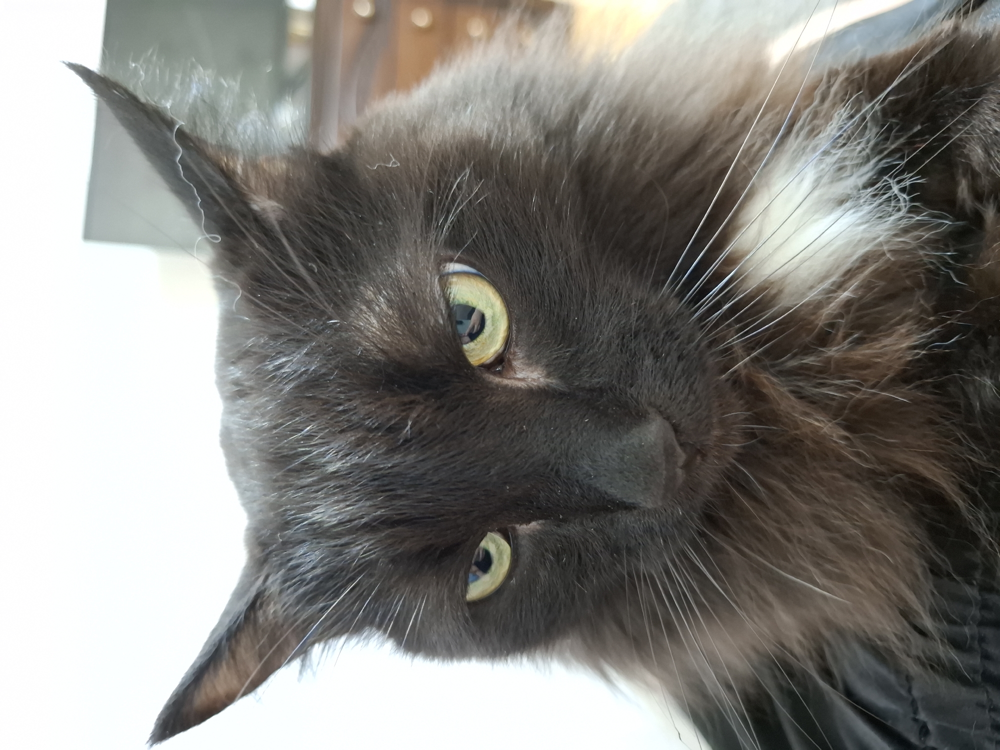 A close-up, slightly angled shot depicts the head of a dark-furred cat with prominent ear tufts and yellow-green eyes. The cat's fur appears to be a mix of dark brown and black. Whiskers extend from the cat's muzzle, and a patch of white fur is visible near its neck. The cat appears to be resting against a dark surface. The image was taken in the city of Chaikovsky, Russia.
