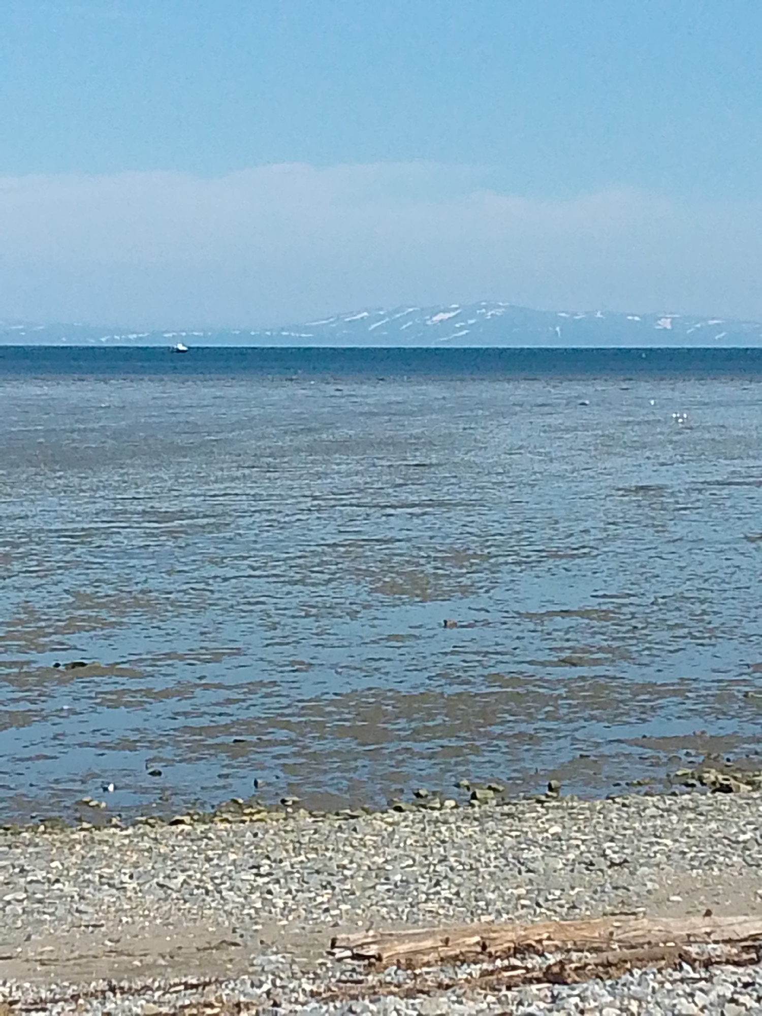 The image depicts a serene coastal scene, likely in the vicinity of Magadan, Russia, given the context. The foreground is a pebble beach, with a weathered piece of driftwood lying horizontally across it. The water in the mid-ground appears calm, with a shallow, possibly muddy bottom visible through the clear water in some areas. Several small dark shapes, possibly birds, are scattered on the water's surface and near the shore. In the distance, a thin, dark line represents the horizon, separating the water from the sky. Beyond the horizon, faint, hazy mountains with patches of snow are visible under a pale blue sky with a wispy cloud band. A small white boat is also visible in the distance on the water, adding a touch of human presence to the otherwise natural landscape. The overall impression is one of tranquility and natural beauty.