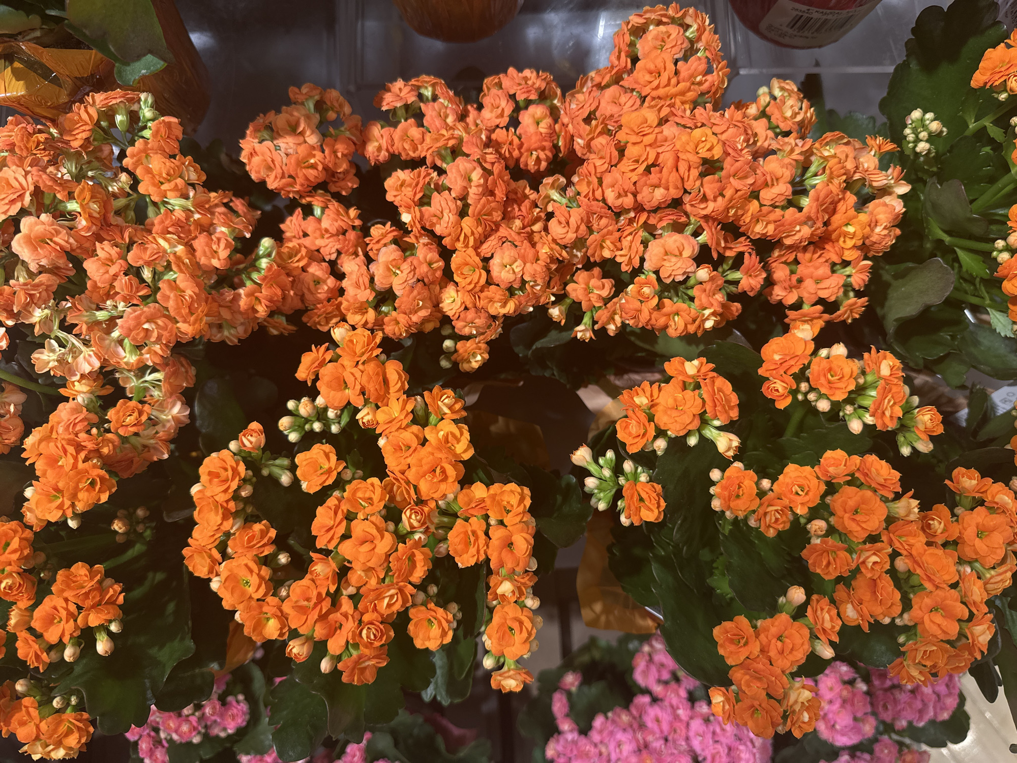 A close-up, overhead shot displays a cluster of vibrant orange Kalanchoe flowers. The flowers are densely packed, with many small, ruffled petals forming clusters. Dark green, succulent leaves are visible beneath the blossoms. In the background, out of focus, a few pink flowers can be seen. The lighting suggests an indoor setting, possibly a greenhouse or a retail display, as evidenced by the diffused light and the slight glare on some of the leaves. No people or specific landmarks are visible, making it impossible to pinpoint a location within Camp Hill, United States of America based on the image alone.