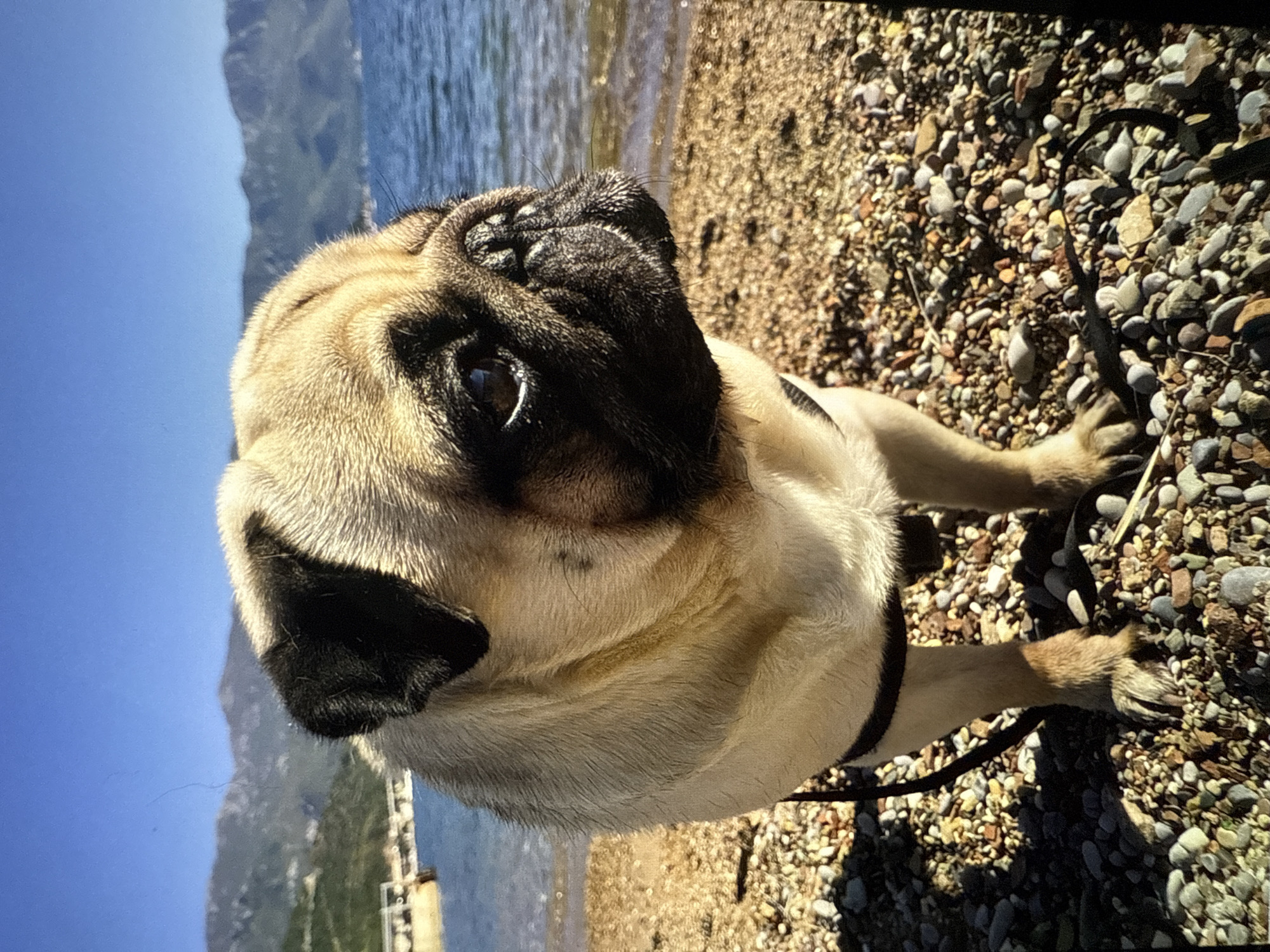 A pug stands on a pebble beach with the sea and mountains in the background. The pug is facing to the right of the frame, with its head turned slightly towards the viewer. Its fur is light brown and black, and it is wearing a dark harness. The sea is calm and blue, and the mountains are hazy in the distance. The sky is clear and blue. The scene is lit by bright sunlight.