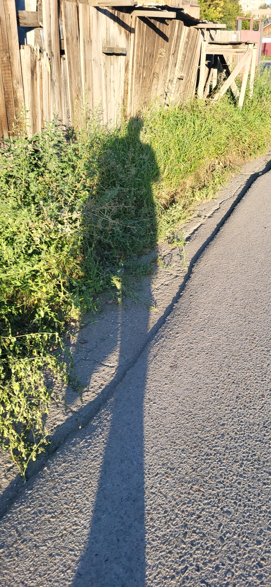 The image shows a shadow of a person cast on a grassy embankment and a paved surface. The shadow is elongated and stretches from left to right across the frame. The person appears to be standing. Behind the grassy embankment, there is a wooden fence and some greenery. The paved surface in the foreground shows some cracks and texture. The lighting suggests it is daytime, likely in the morning or late afternoon, given the long shadow. The background is out of focus, but hints of buildings and trees can be seen. The scene is an outdoor urban or suburban environment.