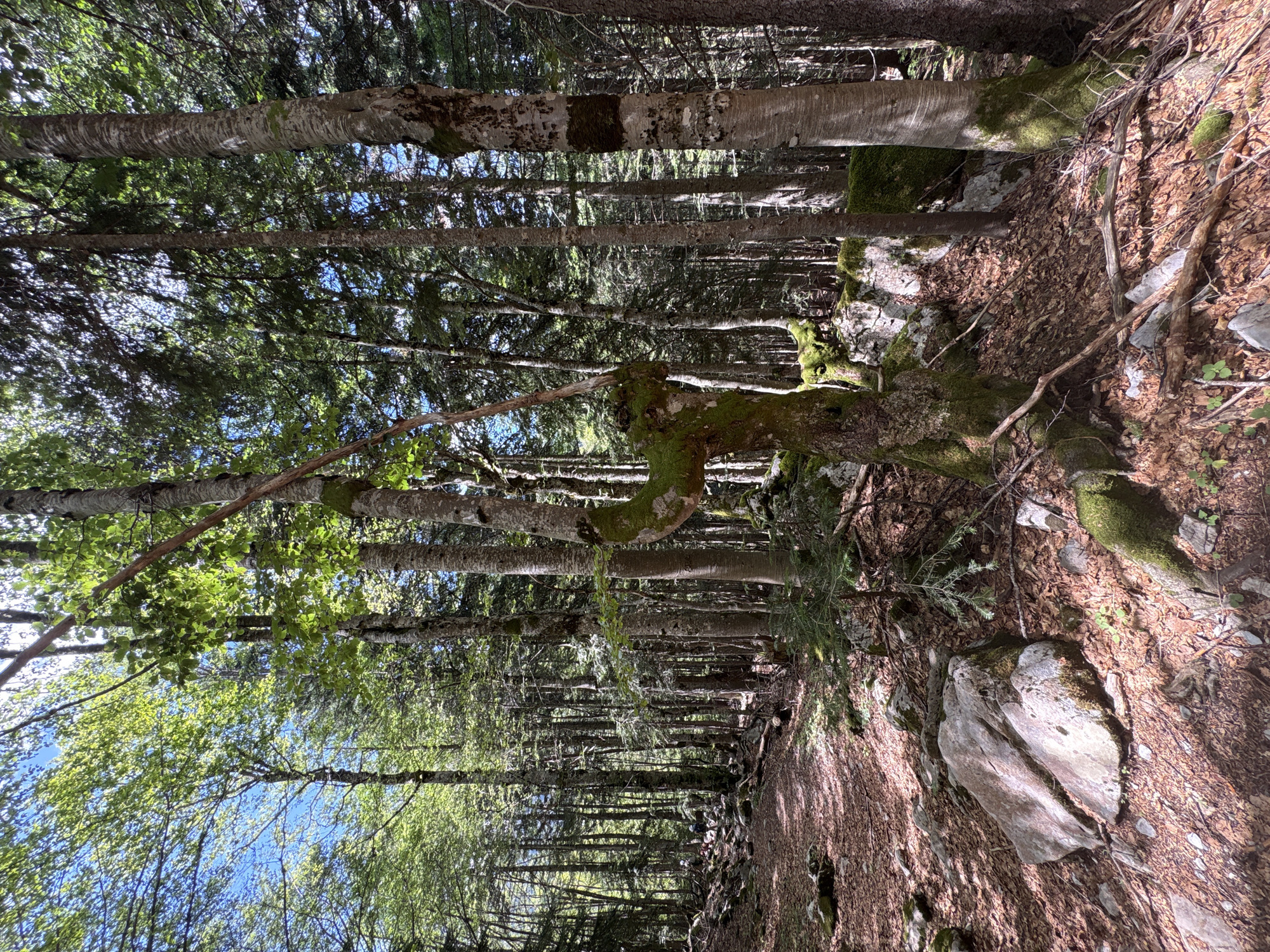 The image depicts a forest path in Katun Vulića, Montenegro. The path, covered in fallen leaves and stones, winds through a dense forest of tall trees with dappled sunlight filtering through the canopy. In the foreground, a gnarled, moss-covered tree trunk twists unnaturally, its branches reaching out like arms. Rocks are scattered along the path and on the forest floor, some covered in moss. Further down the path, a group of people, appearing small in the distance, are walking. The overall scene is one of a natural, somewhat wild, wooded environment.