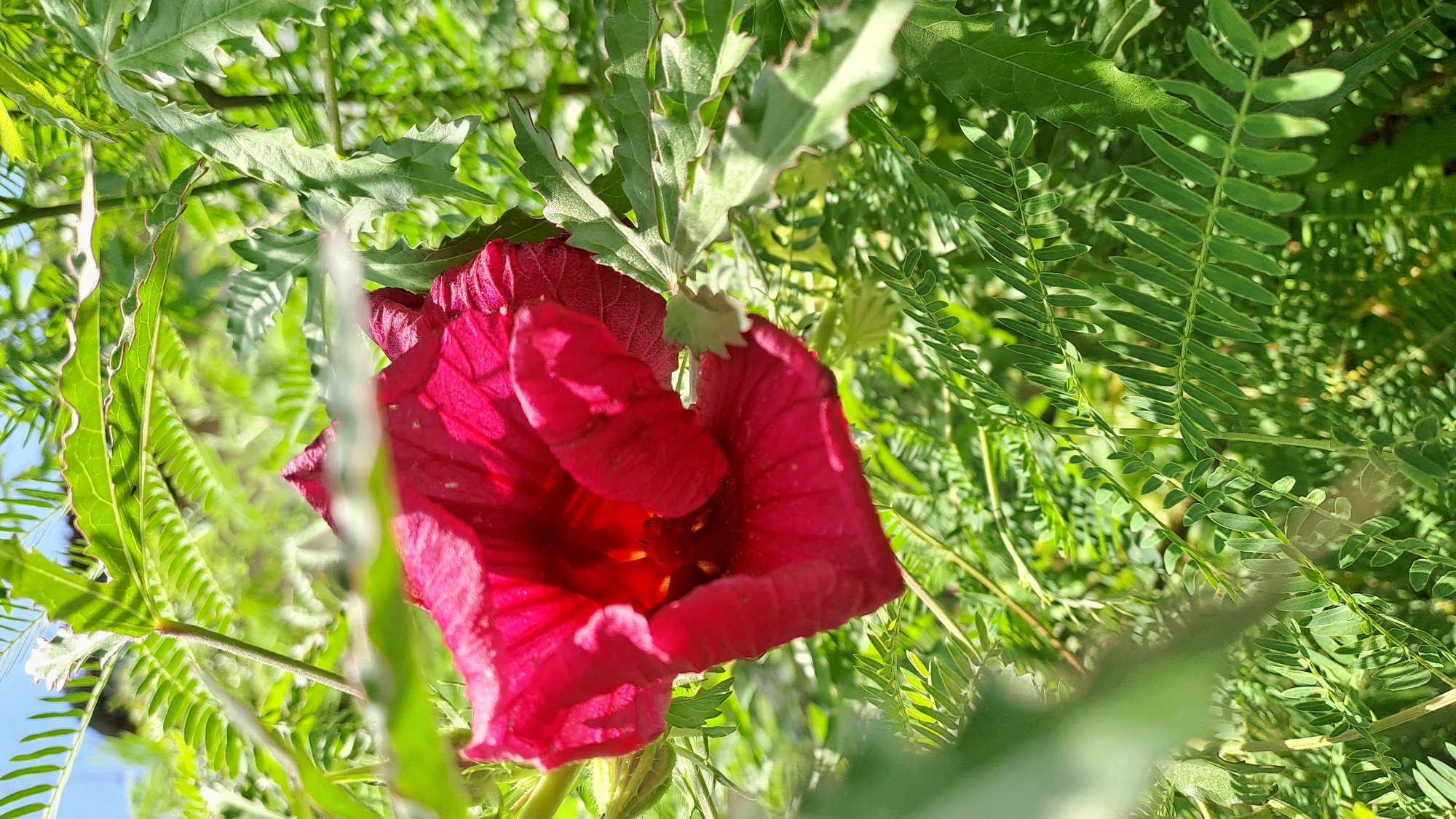 A close-up, vertical shot captures a vibrant, crimson flower partially obscured by lush green foliage. The flower's petals are richly colored and textured, with visible veins and a deep, almost glowing center. The surrounding leaves are a mix of shapes and sizes, with some serrated edges and feathery compound leaves characteristic of certain plant species. Sunlight filters through the leaves, creating dappled light and shadow effects. The background is a blur of green and hints of a bright blue sky, suggesting an outdoor setting in a natural or garden environment. The image is sharp on the flower and its immediate surroundings, with the background softening into a bokeh effect. The location is specified as Kruengjuli Timu, Indonesia, an area known for its tropical climate and abundant plant life.