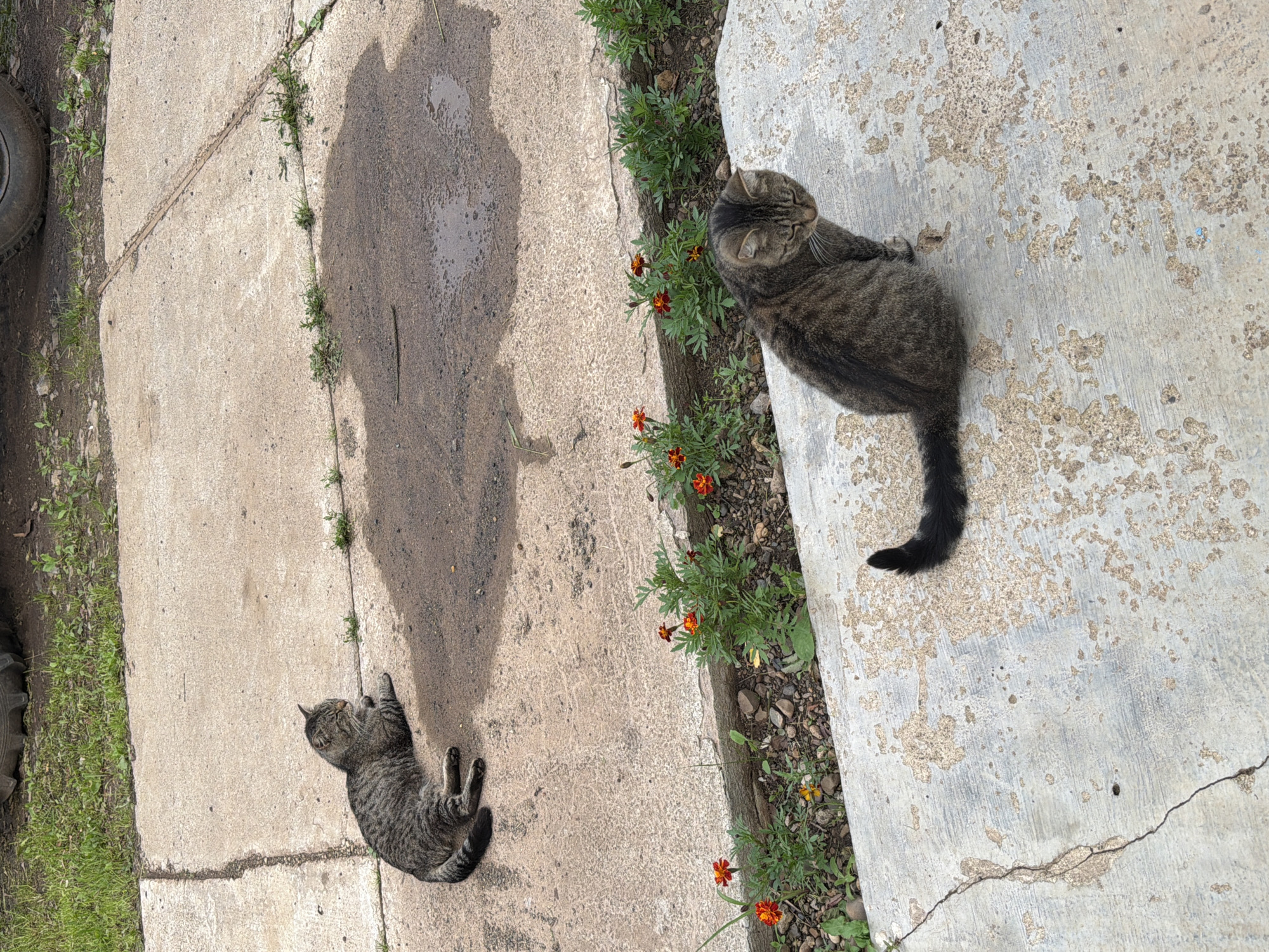 Two tabby cats are on a cracked concrete surface with some grass and small orange flowers. One cat is lying on its back with its paws in the air, appearing relaxed and possibly sunbathing. The other cat is sitting upright, looking to the left. The scene appears to be outdoors, possibly in a yard or alleyway, with a tire visible on the left side of the image. The lighting suggests it is daytime, and the shadows indicate a sunny day. The setting is rustic and somewhat unkempt, with the concrete showing signs of age and wear. There is a wet patch on the concrete, suggesting it may have rained recently or been watered. The overall mood is peaceful and domestic, with the cats enjoying the outdoors. There is no visible text in the image.