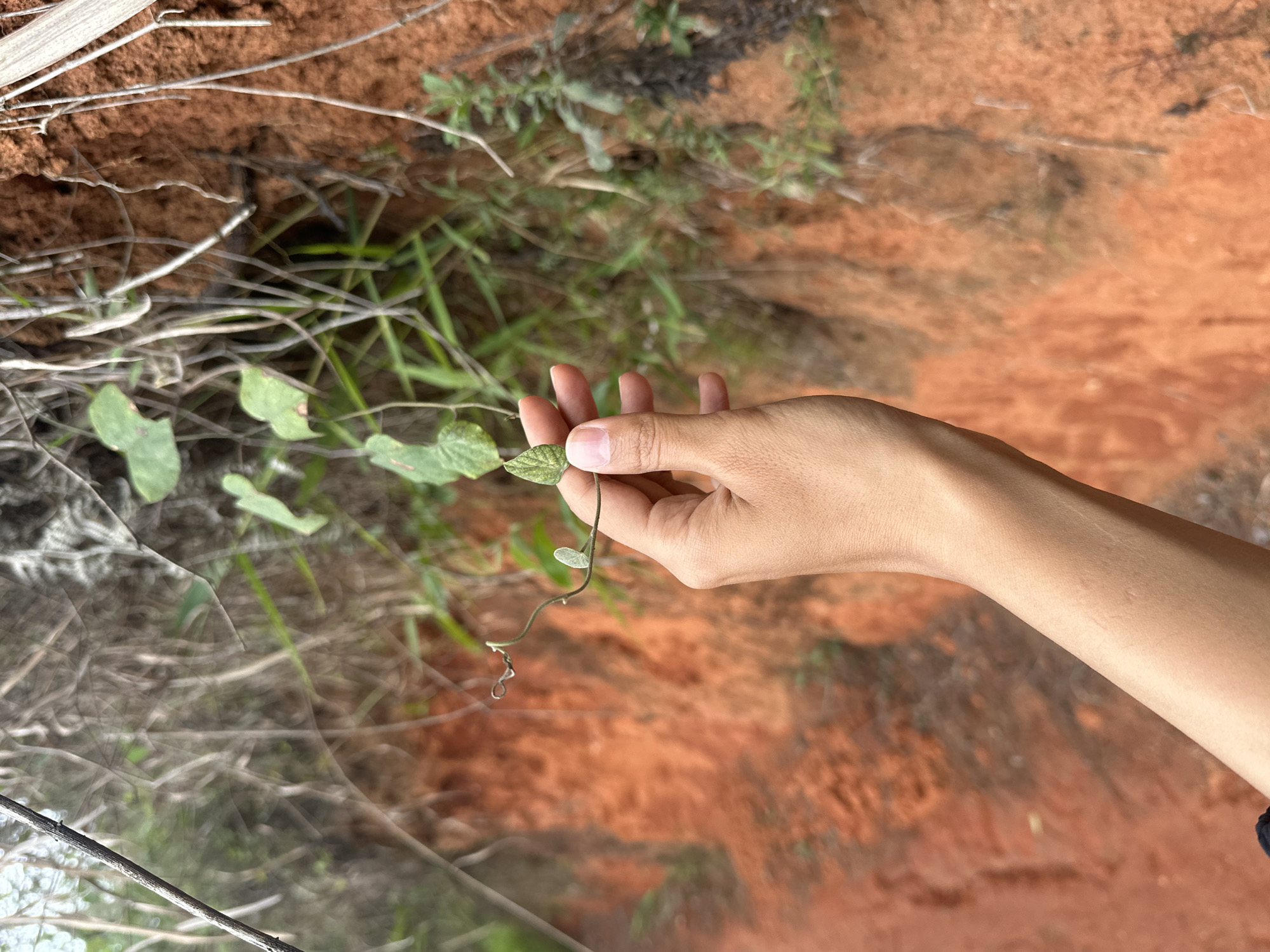 A person's hand holds a thin vine with small, heart-shaped leaves. The backdrop is a blurred scene of red soil and sparse vegetation. The photo suggests a location in Da Lat, Vietnam, given the specific red soil common to the region.