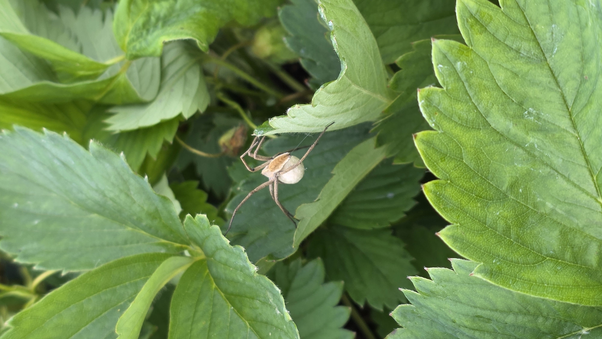 A close-up, eye-level shot shows a female spider with an egg sac clinging to its underside. The spider is positioned on a green strawberry leaf, with its legs spread wide and its abdomen pointing downwards, cradling the egg sac. The spider's body is a light brown with darker markings. The egg sac is round and creamy white. The background is filled with more green strawberry leaves, some in focus and some out of focus, creating a lush, natural setting. The lighting is natural, suggesting it was taken outdoors during the day.