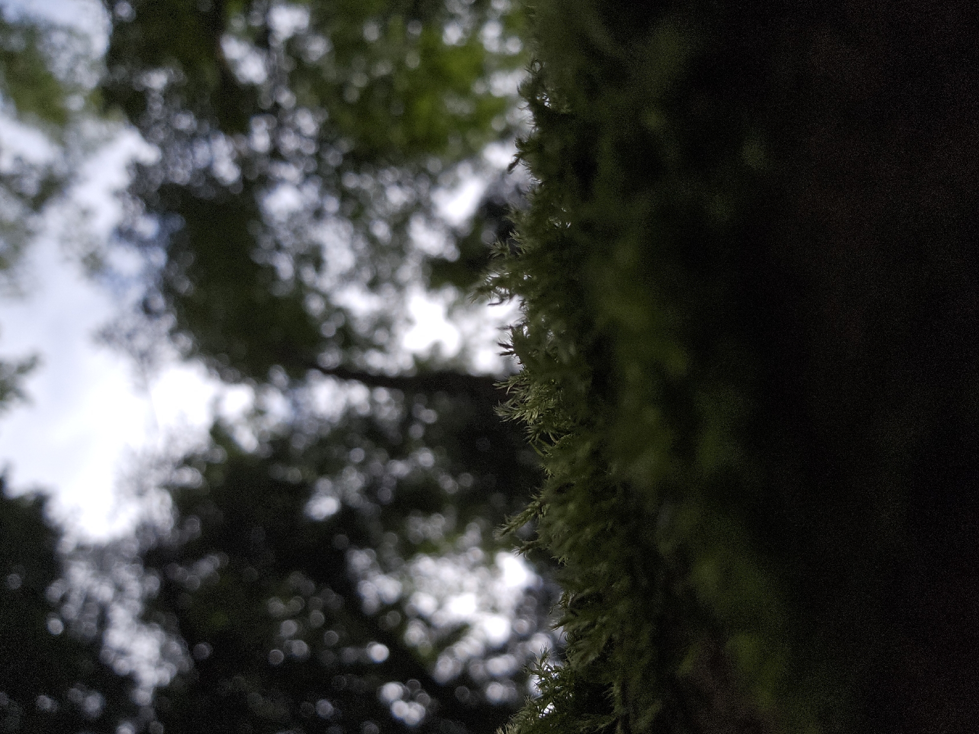 The image is a close-up, low-angle shot of moss growing on an object, likely a tree branch or log, with a blurred background of foliage and sky. The moss in the foreground is in focus, showing its intricate, spiky texture in shades of green. The background is out of focus, creating a bokeh effect with circular highlights from light filtering through the leaves. There are no people or specific landmarks visible to indicate a location in Odintsovo, Russia. The environment appears to be natural, possibly a park or forest area.