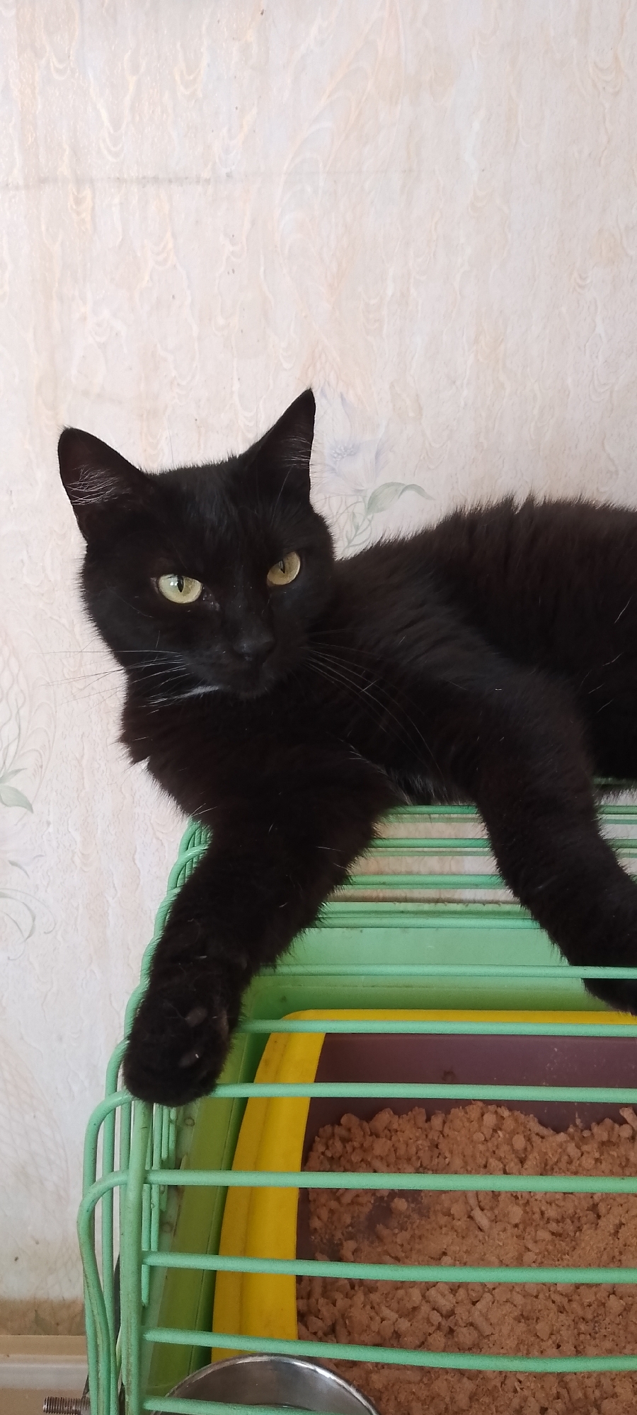A black cat with yellow eyes is lying on a green cage. The cat is in focus, and the background is blurred. The cage is filled with bedding material. The image appears to have been taken indoors, possibly in a home. There is no information in the image to indicate the location in the city of Belgorod, Russia.