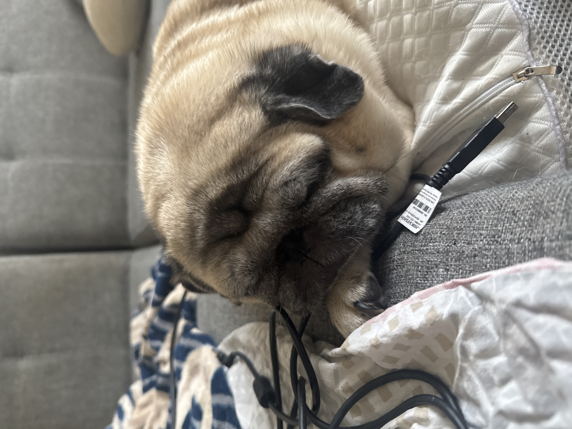 A pug dog sleeps on a grey couch, with its head resting on a blanket. A black cable lies beside the dog. The scene is indoors, likely in a residential setting. The overall impression is one of domestic comfort and relaxation.