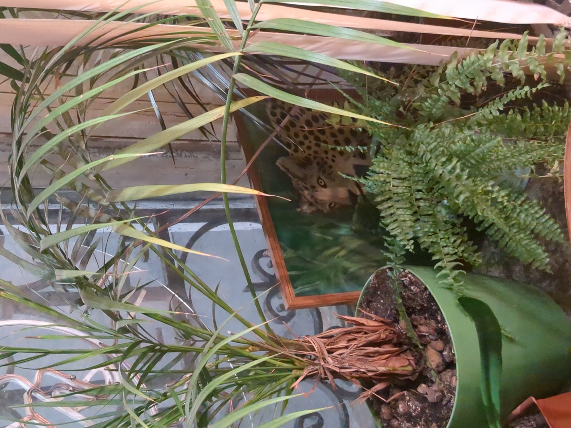 The image shows a table with two potted plants: one appears to be a palm and the other a fern in a green pot. There is a framed image on the table as well, which seems to feature a cheetah. The reflections on the glass table suggest the location is indoors. Based on the overall composition and objects present, it is not possible to determine if the scene is in Saint Petersburg, Russia.