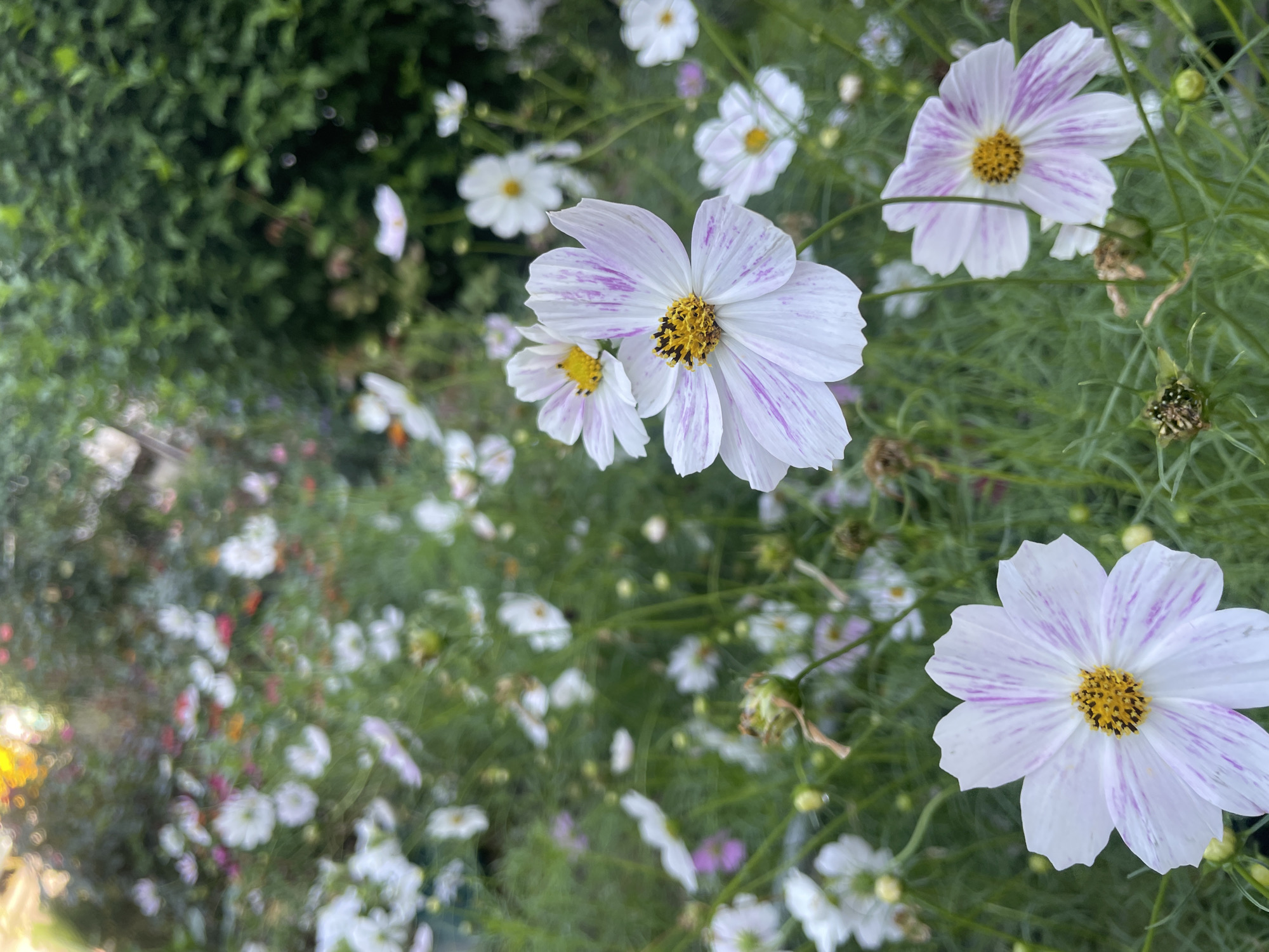 The image displays a close-up view of a cluster of cosmos flowers in a garden setting. The flowers are predominantly white with delicate pink stripes radiating from the center, which is a vibrant yellow. Some of the flowers are fully bloomed, revealing their petal structure and intricate stamen, while others appear to be buds or are slightly wilted. The background is a soft blur of greenery, suggesting other plants and foliage, with hints of other flowers in various colors like pink and orange. The lighting appears to be natural, possibly from overcast skies or late afternoon sun, casting a gentle illumination on the scene. There are no people or animals visible in the image. The image does not contain any specific landmarks or indicators that would allow for identification of a location within the city of Cherkessk, Russia.