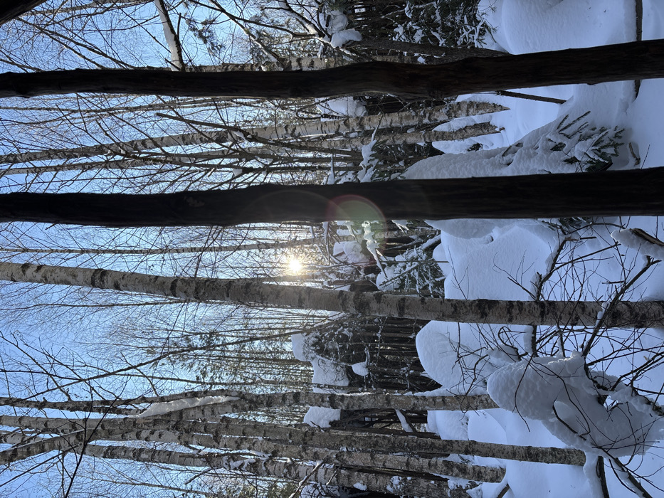 A snowy forest scene is depicted in Kol'tsovo, Russia, under a clear, light blue sky. The sun is partially visible in the upper-right quadrant, emitting a bright starburst and an orange-red lens flare. Multiple vertical tree trunks, including several slender white-barked birches and darker-barked trees, occupy the foreground, creating a dense barrier. The ground and lower vegetation are covered in deep, undisturbed white snow, forming rounded, natural mounds and thick accumulations on branches. Numerous bare tree branches, also laden with snow, are visible throughout the midground and background. No human or animal subjects are present, and no overt actions or interactions are occurring. The environment is entirely natural and wintery.