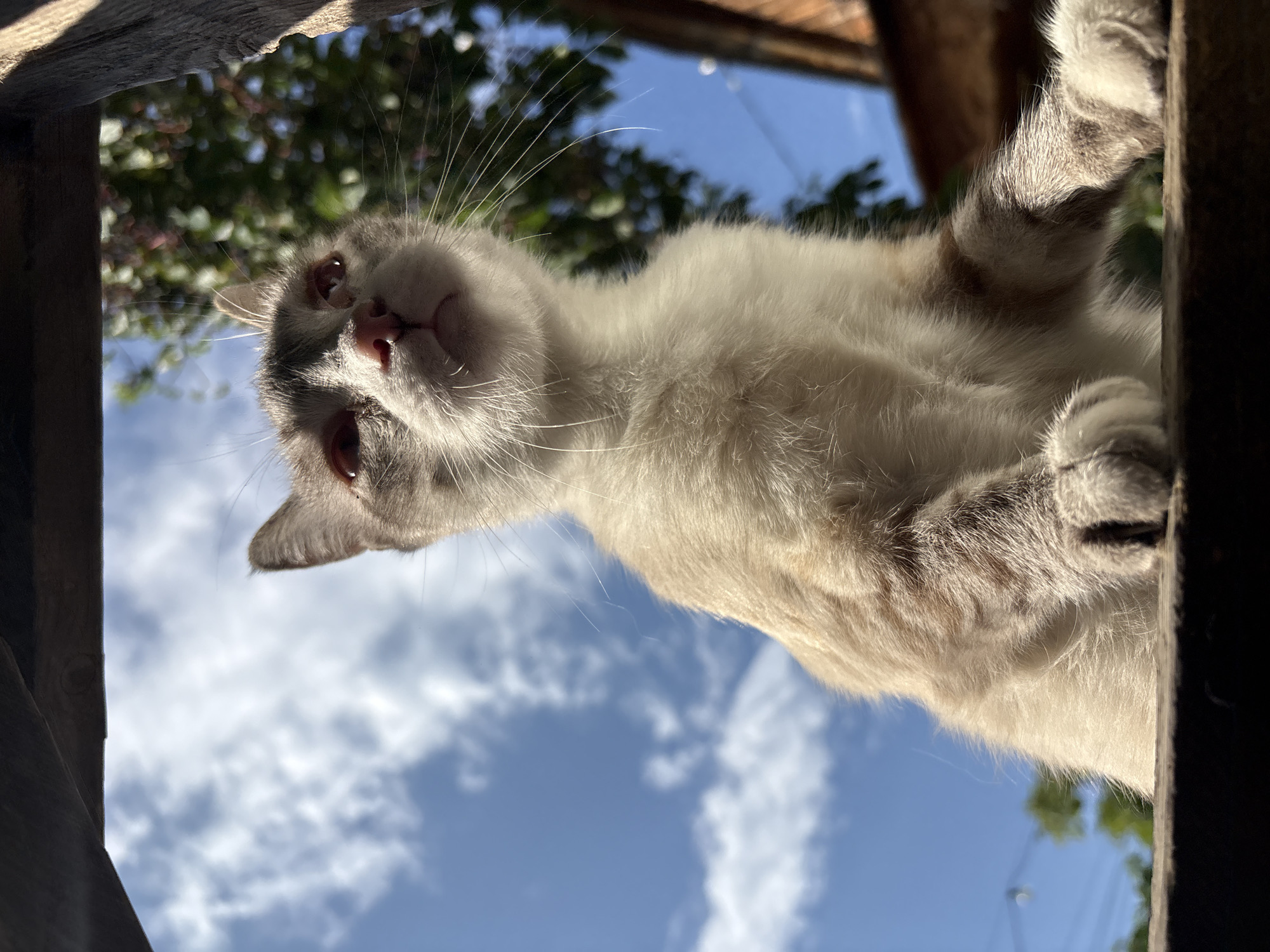 A low-angle, medium shot captures a light-colored cat with grey markings on its head, ears, and back. The cat is positioned on a wooden surface, looking upwards towards the sky. The background consists of a bright blue sky with scattered white clouds and blurred green foliage from trees on the right side. The image is an outdoor scene, suggesting it was taken during daylight. There is no indication of the city of Almaty, Kazakhstan, or any specific urban details present in the image. The cat's paws are visible, resting on the wooden edge in the foreground.