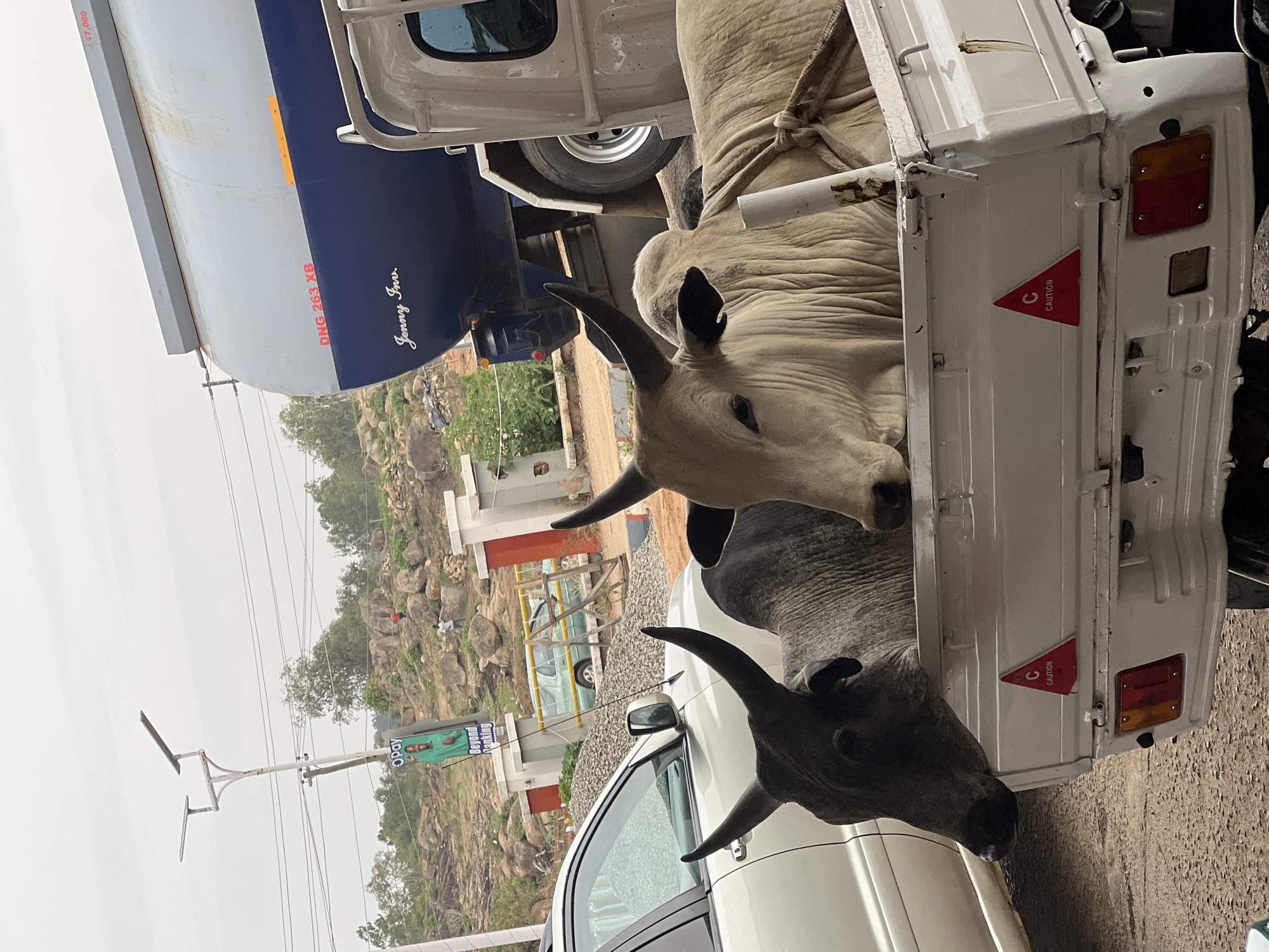 The image shows two oxen in the back of a white flatbed truck. The oxen have horns. The truck has "CAUTION" triangles on its rear gate. A large tanker truck is partially visible above the flatbed. In the background, there is a landscape with rocky hills and sparse vegetation. A utility pole with wires is also visible. A billboard advertises "Opay Beyond Banking". The scene is in Gura Top, Nigeria. A white car is partially visible in the foreground.