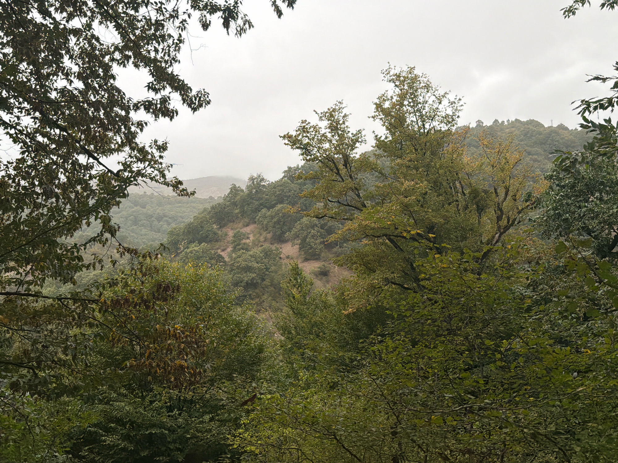 The image depicts a dense, verdant forest scene with rolling hills in the background under a cloudy sky. The foreground is dominated by the foliage of various trees, some with leaves in shades of green and yellow, suggesting the possibility of early autumn. The middle ground shows a hillside covered in trees, with patches of brown earth visible. In the distance, the hills become softer and more muted due to atmospheric haze, with a faint silhouette of a structure, possibly a communication tower, visible on one of the hilltops. The overall impression is one of natural, undeveloped landscape. The image is taken from a high vantage point looking down into the valley and up towards the hills. No people or man-made objects, other than the distant tower, are visible in the scene. The location is stated as unknown, Azerbaijan.