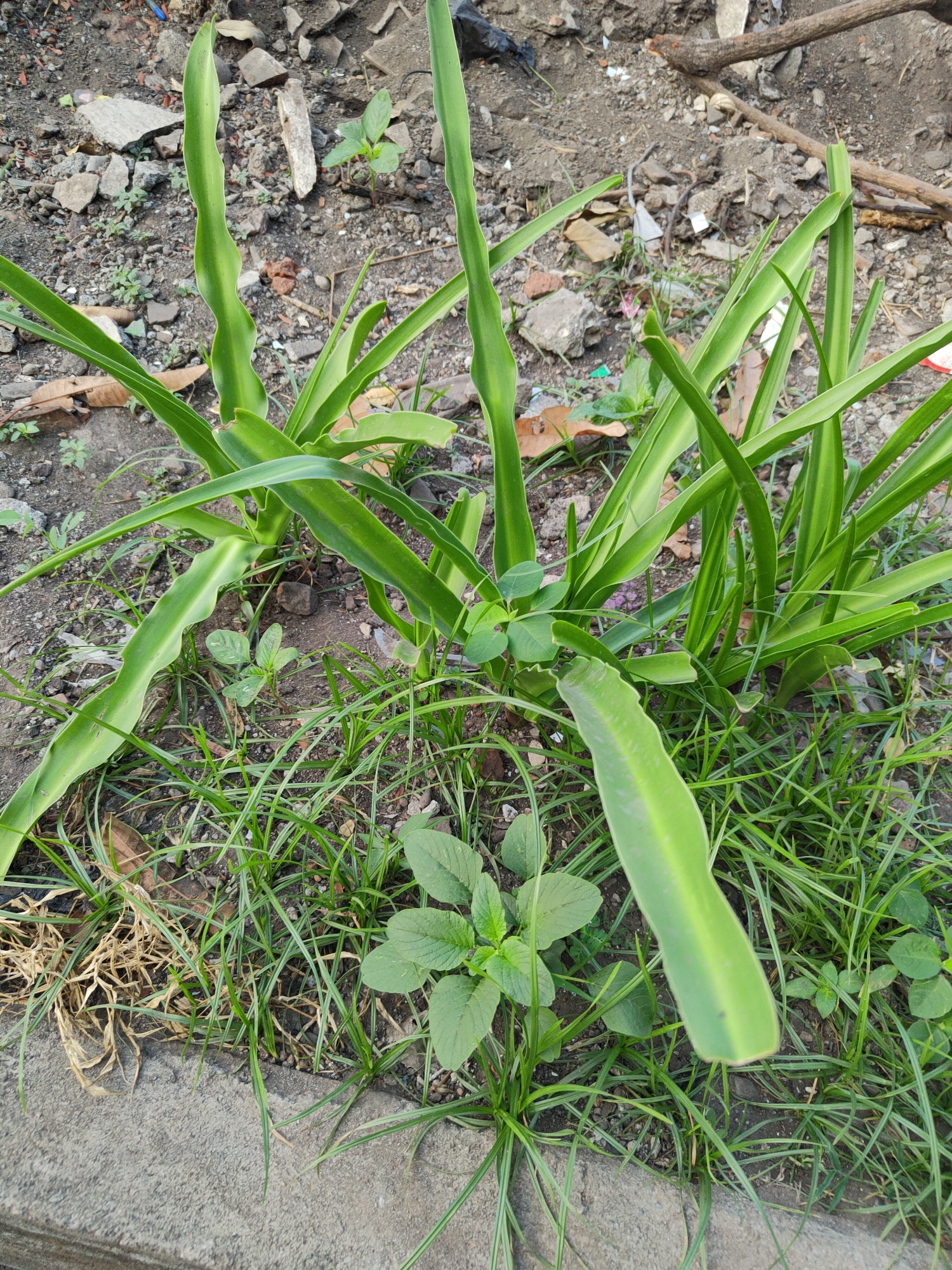 The image depicts a patch of green plants, including several long, broad leaves and a dense cluster of grass, growing in soil mixed with small rocks and debris. A concrete curb runs along the bottom left of the frame. The scene appears to be an outdoor urban environment, likely a roadside or undeveloped lot, consistent with an area like Kauman, Indonesia, known for its mixed urban and natural elements. There are no people or animals visible in the image. The lighting suggests daytime, with soft shadows indicating indirect sunlight. The focus is on the vegetation and the ground.