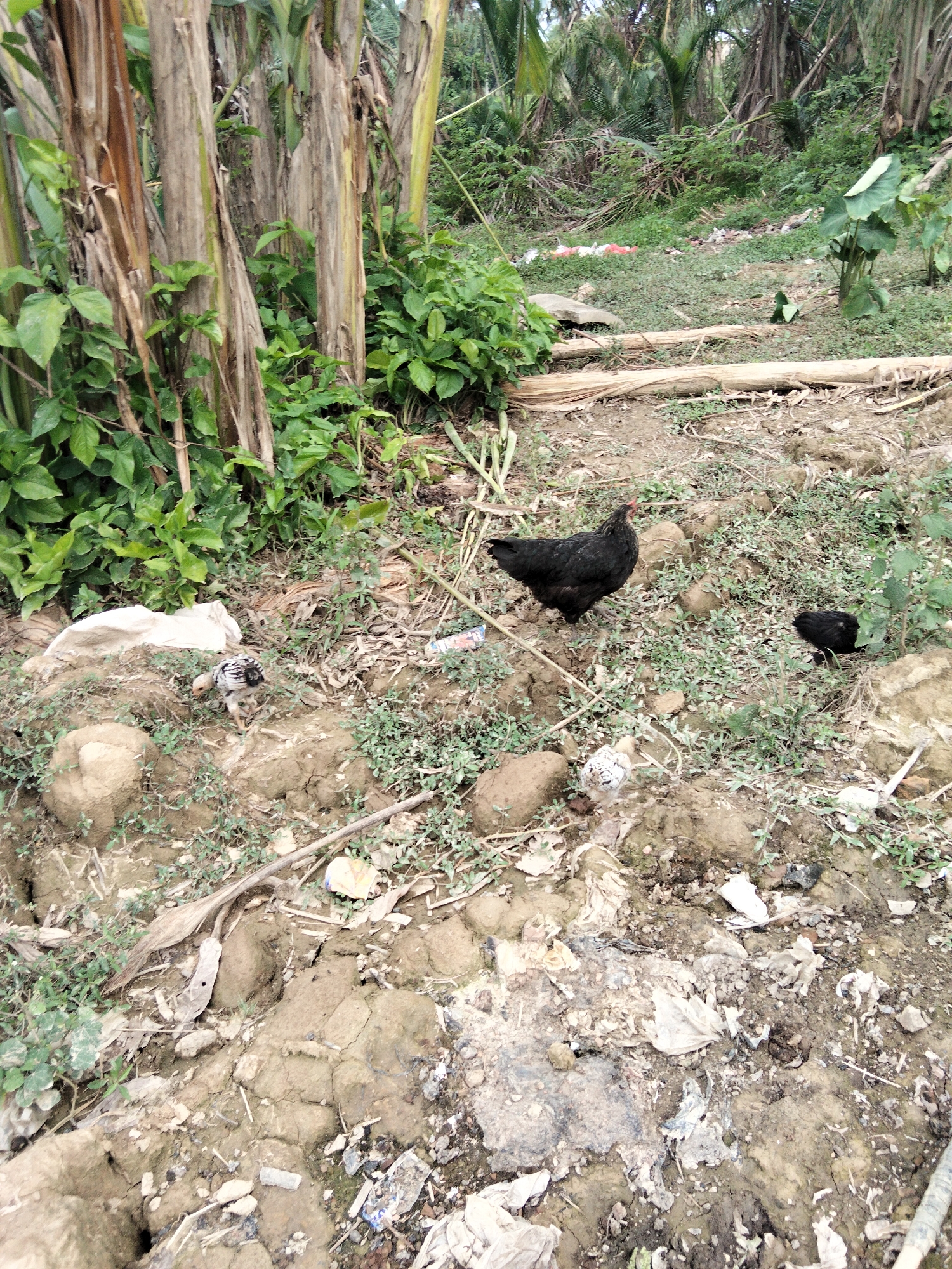 In an outdoor, natural setting that appears to be the outskirts of Benuaraja, Indonesia, a small group of chickens is scattered across a patch of dry, dusty ground. The ground is uneven and covered with sparse green vegetation, dried leaves, and scattered pieces of litter, including plastic bags and wrappers. In the background, a dense growth of palm trees and other tropical foliage creates a wild, overgrown environment. The chickens themselves are a mix of adults and chicks. One adult black hen stands prominently in the center, while a smaller black chick is visible to its right. To the left of the hen, a speckled chick is pecking at the ground. The lighting suggests it is daytime, with no strong shadows indicating a particular time of day. The scene is natural and somewhat unkempt, hinting at a rural or semi-rural location where domestic animals roam freely amidst vegetation and debris.