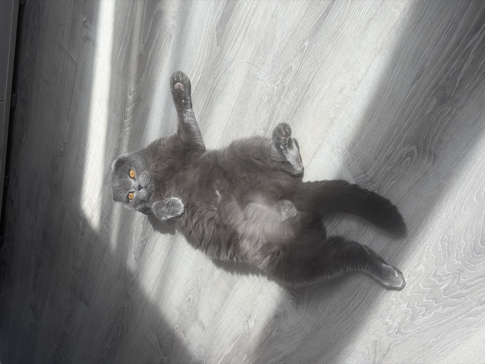 A gray Scottish Fold cat lies on its back on a gray wood floor, its paws in the air. Sunlight streams across the floor. The location is unknown, but it is unlikely to be Saint Petersburg, Russia based solely on the image.