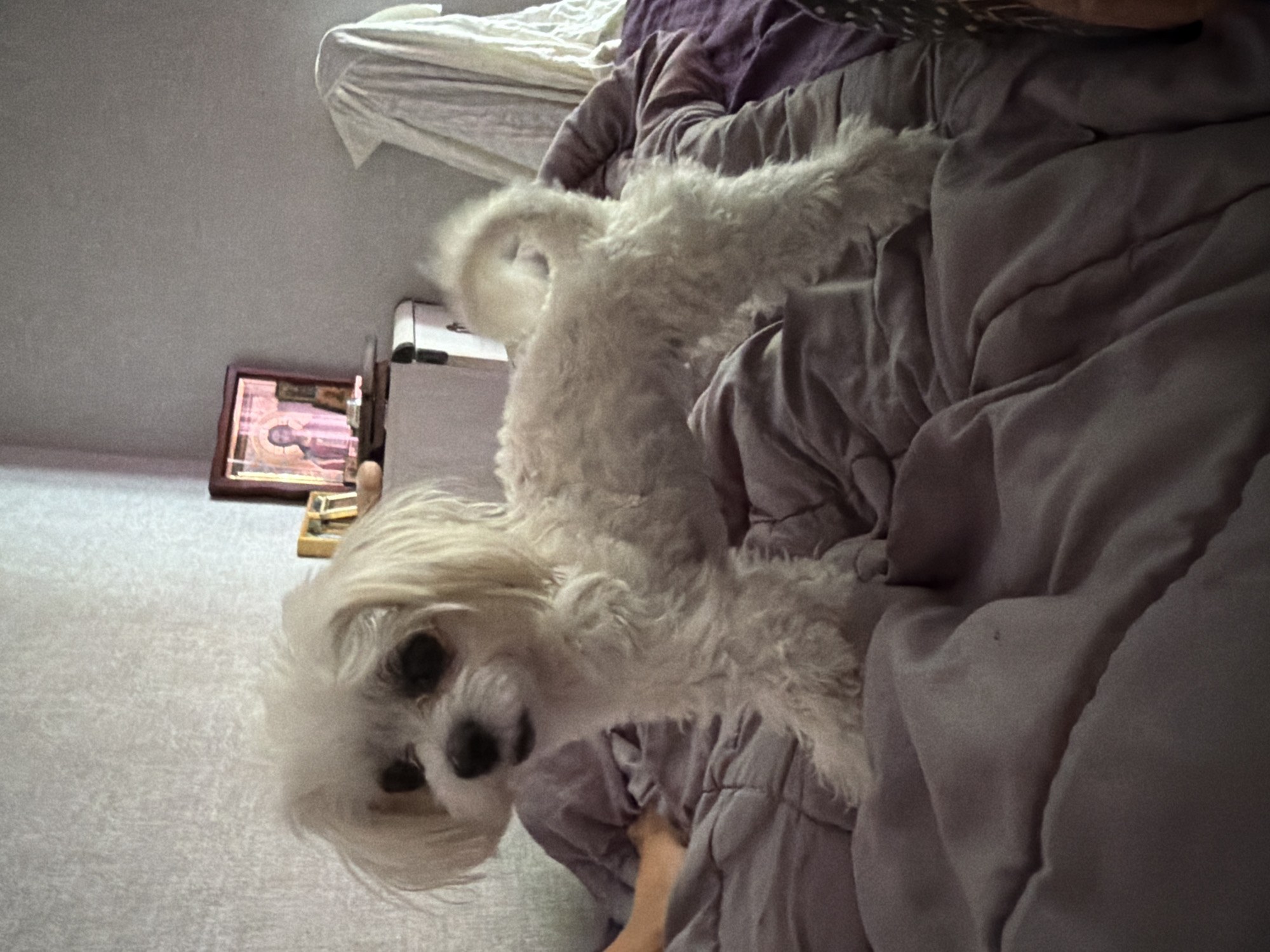 A white, fluffy dog stands on a bed covered with purple and gray comforters. The dog is facing to the left, with its tail curled up. In the background, a framed picture of a person is visible on a shelf. The room appears to be a bedroom. There is no indication of the dog's location in Sevastopol, Ukraine.