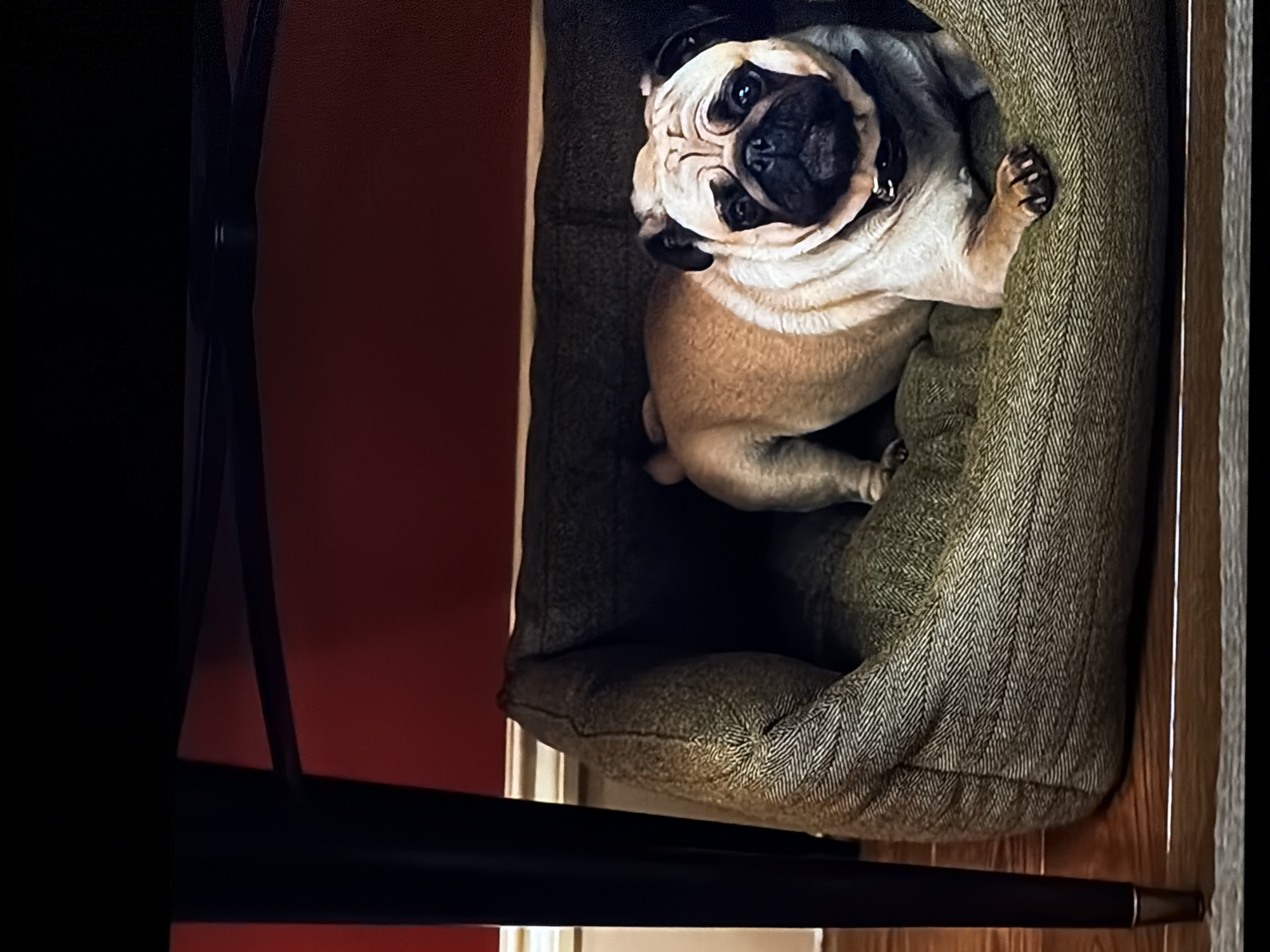 A fawn-colored pug is captured resting comfortably in a plush, olive-green dog bed, looking upwards towards the viewer. The pug has a characteristic black muzzle, dark eyes, and a wrinkled forehead, conveying an attentive and slightly curious expression. Its body is nestled deep within the bed, with one front paw gently resting on the raised side.
The dog bed features a distinctive herringbone weave pattern on its exterior, suggesting a durable and textured fabric. The interior of the bed appears softer and darker. The setting is indoors, with a warm, dark red wall visible to the left of the dog bed, extending upwards. Below the dog bed, a light-toned wooden floor is visible, suggesting a domestic environment. A dark, slender, possibly metallic object, resembling a furniture leg, is positioned vertically along the left edge of the frame, partially obscuring the wall and floor.
The lighting is soft and even, highlighting the textures of the pug's fur and the dog bed without harsh shadows. There is no visible text in the image. The scene depicts a quiet moment, with the pug seemingly comfortable and engaged with its surroundings.