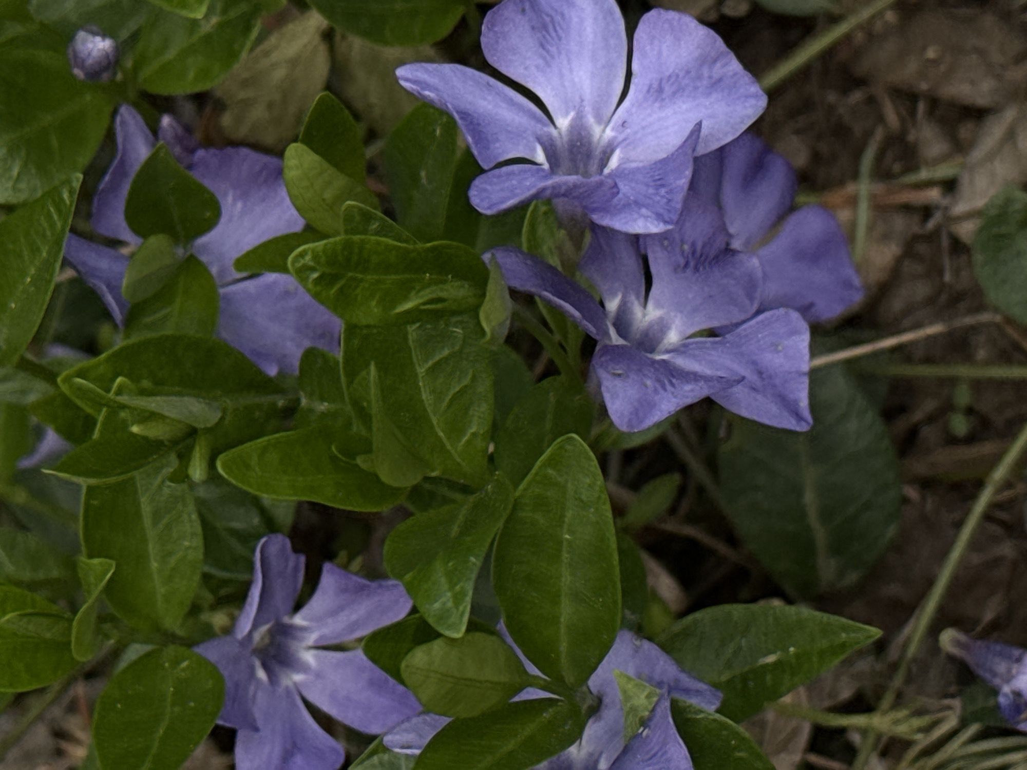 The image shows a close-up of several periwinkle flowers (Vinca minor) in bloom. The flowers are a pale blue-purple color with five petals each. They are surrounded by glossy, dark green leaves. The background is blurred, showing hints of soil and possibly dried leaves. No people are visible. The location in the city of Chaikovsky, Russia, is not discernible from the image itself.