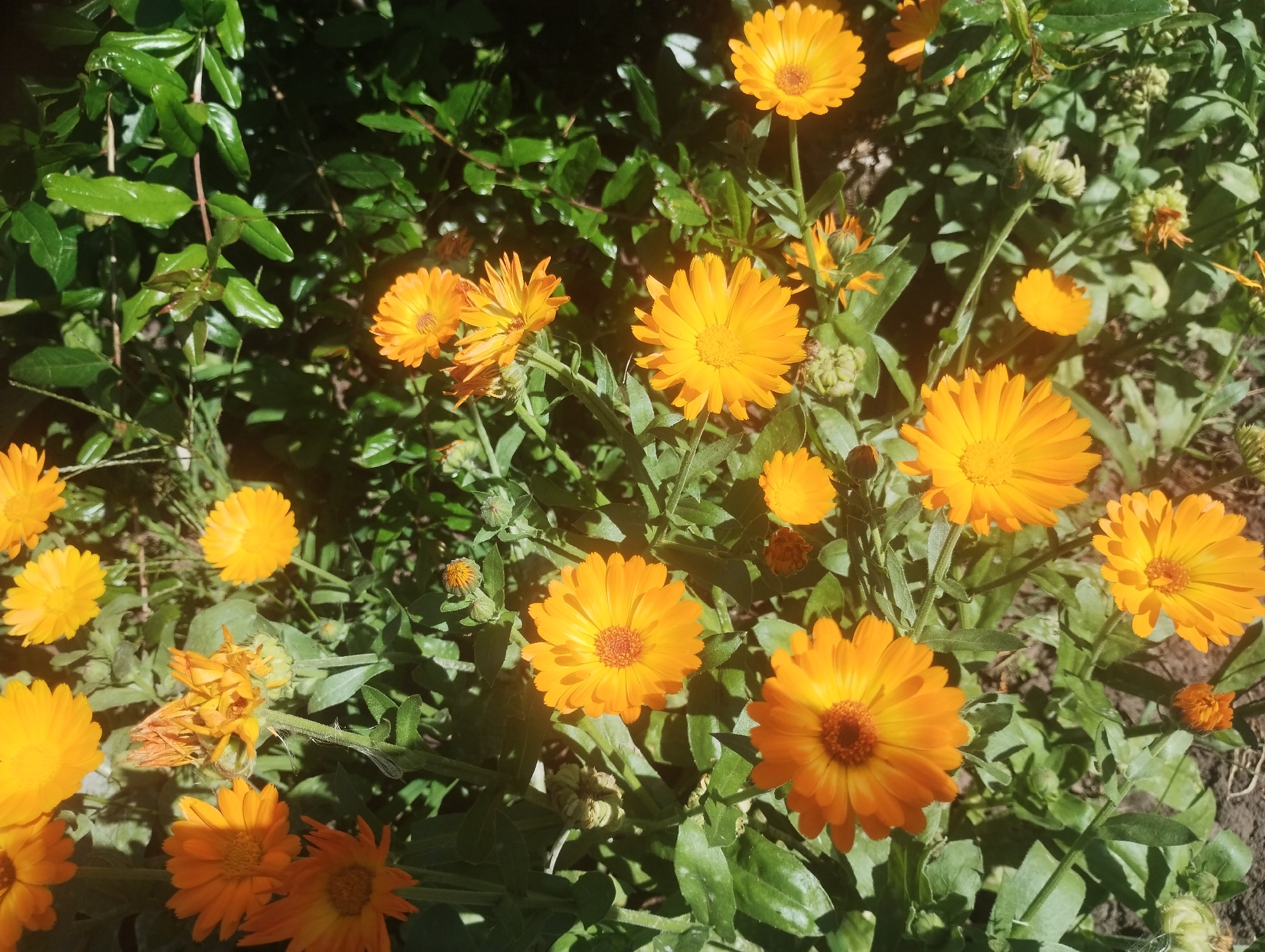 A close-up, overhead shot captures a cluster of bright orange calendula flowers in bloom, set against a backdrop of lush green foliage. The flowers exhibit varied stages of openness, from tightly budded to fully unfurled, their petals radiating a warm, sun-kissed hue. Some flowers are in sharp focus, showcasing intricate petal detail, while others are softer, contributing to the overall sense of depth and naturalistic chaos. The leaves are a deep, vibrant green, with some lighter green stems and branches visible. The scene appears to be outdoors, likely in a garden or park setting within the city of Sumy, Ukraine, given the context of the prompt. The lighting suggests a sunny day, casting subtle shadows and highlighting the texture of the petals and leaves. There are no people or animals present in the image. The composition is organic and unposed, emphasizing the natural beauty of the flowers and their environment.