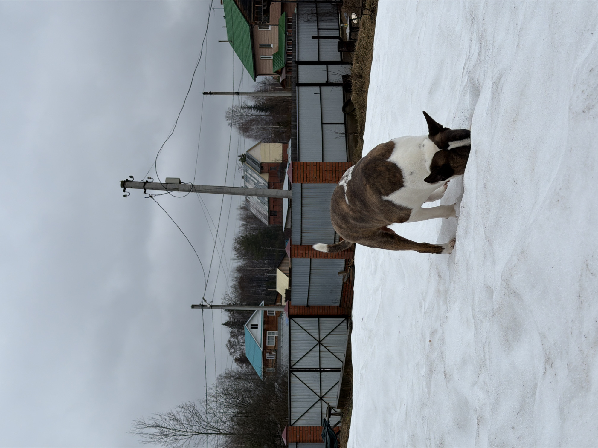 A dog is burying its head in a snowbank. The dog is primarily white with brown patches, short fur, and a short tail. The snow is white and appears slightly dirty. In the background, there are houses with varied roofing materials including metal roofing, brick, and wooden siding. Utility poles are also visible. The location is Chaikovsky, Russia. The sky is overcast.