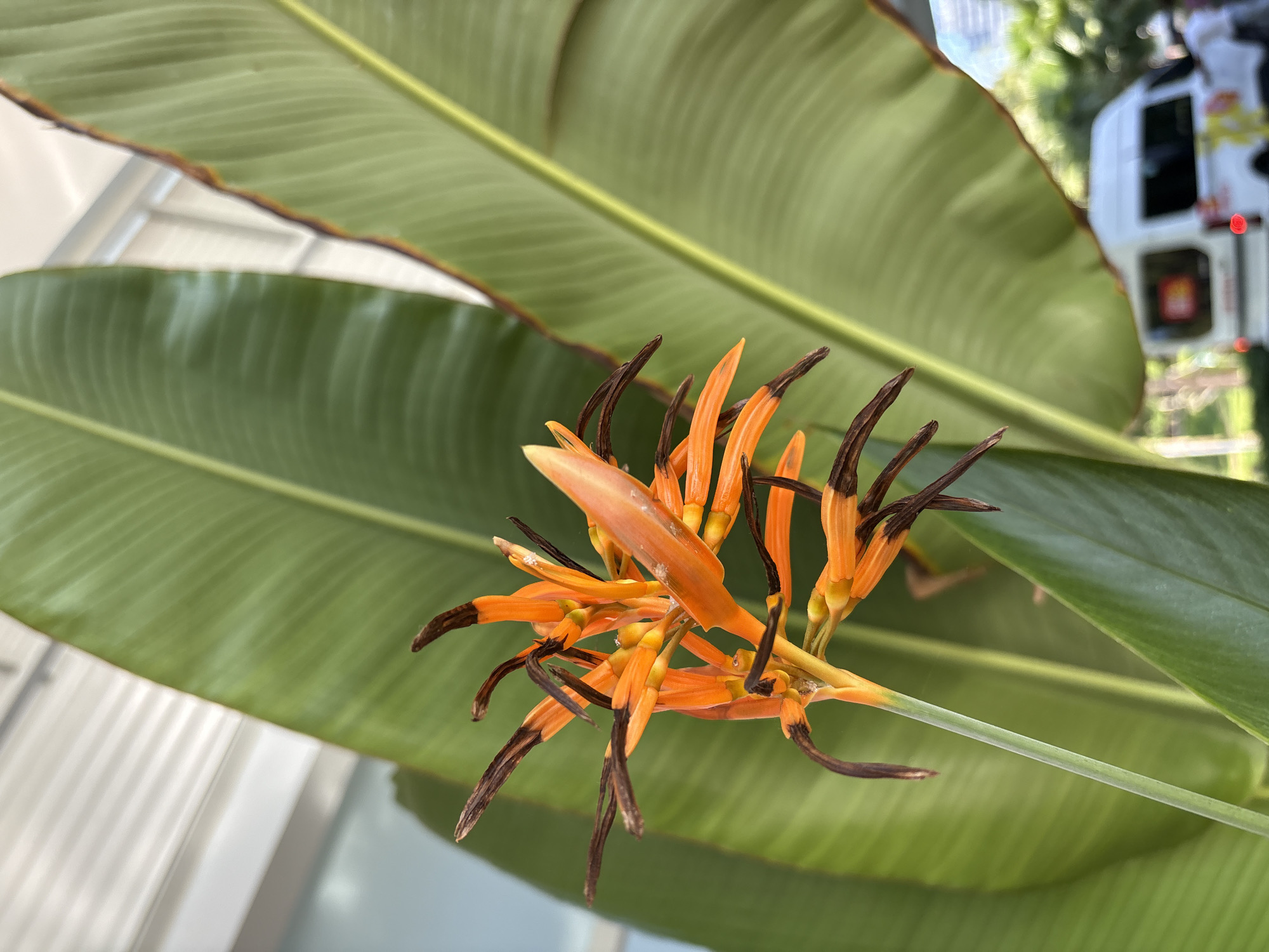 In Đà Nẵng, Vietnam, a close-up shot captures a vibrantly colored Heliconia flower with orange and brown hues, its delicate petals fanning out. Behind it, large, lush green leaves create a soft backdrop. In the blurred background, a white van is visible, along with hints of other vehicles and greenery, suggesting an outdoor urban setting. The image is taken in daylight, with a shallow depth of field that focuses attention on the intricate details of the flower.