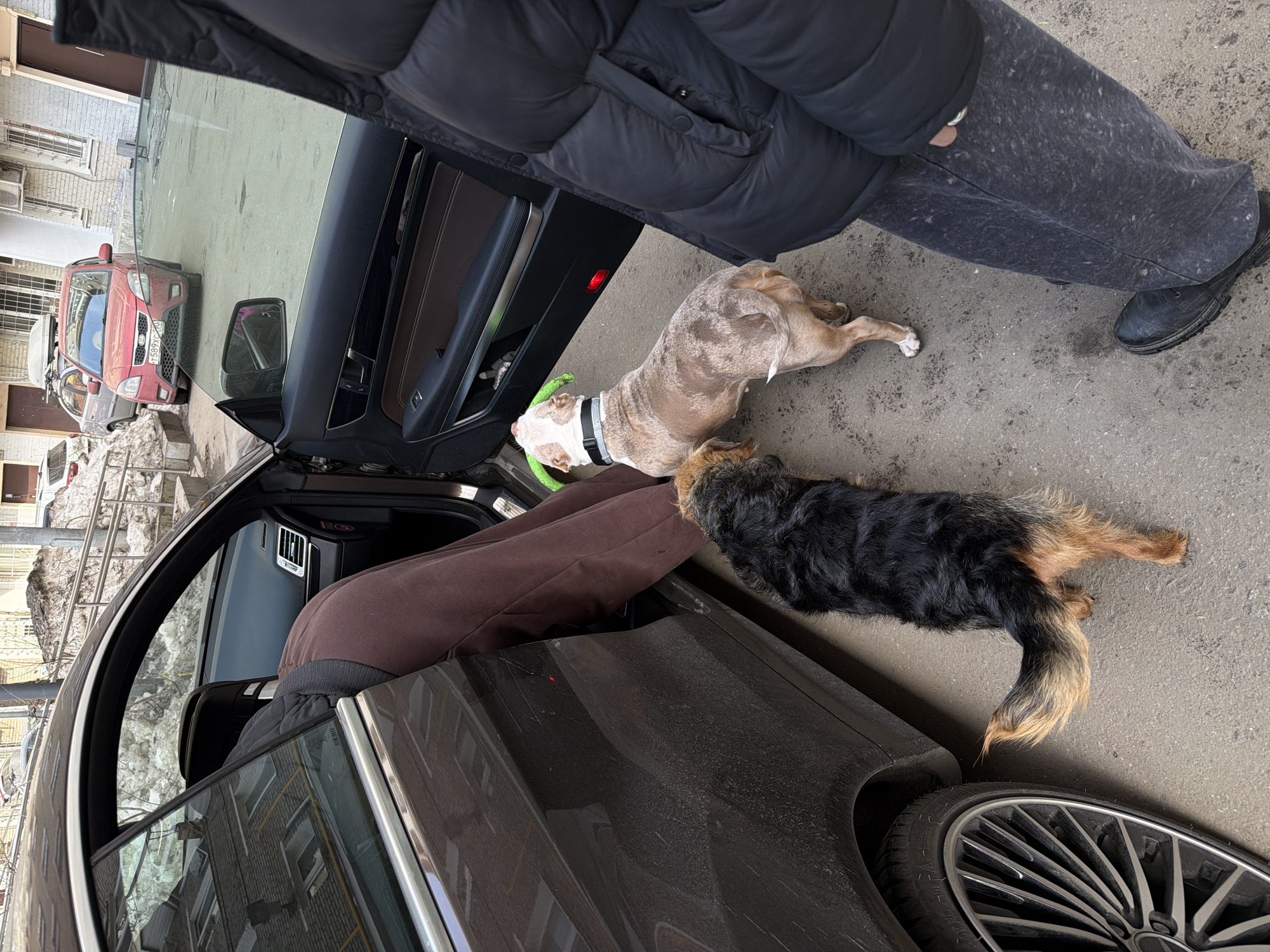 The image depicts an urban courtyard in Moscow, Russia, under daylight conditions, with a dirty asphalt or concrete surface and residual snow piles in the background. A dark brown Mercedes-Benz E-Class coupe is positioned in the foreground with its driver's side door open. An individual, wearing dark brown pants and a dark garment, is bent over, reaching into the interior of this vehicle. A red warning light is illuminated on the inner panel of the open car door.
Two dogs are present near the open car door. One dog, a medium-sized shaggy-haired animal with black fur on its back and reddish-brown fur on its legs and tail, stands close to the car's left side, facing the open door. The second dog, a muscular, merle-coated animal (tan, white, and light brown patterns), is positioned between the first dog and the car's opening, with a black collar around its neck and a green, twisted toy held in its mouth, looking towards the car's interior.
On the right side of the frame, partially visible, a second individual stands, wearing a black quilted puffer jacket, grey marled sweatpants, and black boots.
In the background, a red first-generation Kia Ceed hatchback with a roof cargo box is parked. Its Russian license plate, "T589XC," is visible. Behind the Kia, a portion of a light-colored sedan, also equipped with a roof cargo box, is visible. The background buildings are light-colored brick structures featuring windows, some with metal bars, and exterior air conditioning units. A concrete ramp with a metal railing ascends towards one of these buildings. The foreground Mercedes-Benz shows visible dust and dirt on its exterior.