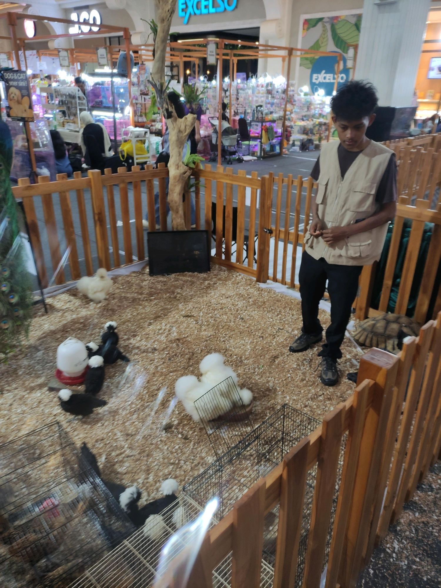 In Sinduadi, Indonesia, a young man wearing a tan vest and black pants stands inside a wooden enclosure filled with wood chips. He is looking down at his hands. Within the enclosure, several small black and white chickens and a fluffy white chicken are visible. A turtle is also present in the enclosure, near the man's feet. In the background, market stalls with various goods are set up, with people browsing and shopping. The overall scene appears to be an outdoor market or fair.