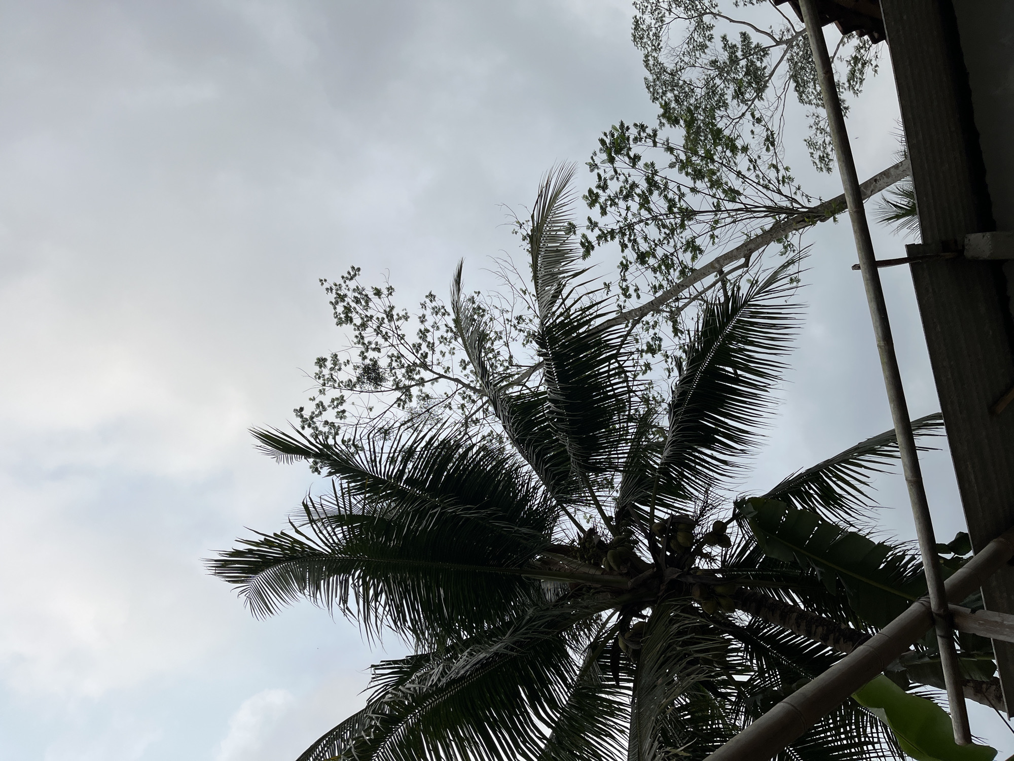 A low-angle outdoor shot captures a cloudy sky over Kemangguhan, Indonesia, focusing on several trees. In the foreground, a tall coconut palm tree with dark green fronds and several green coconuts is visible on the left. Below the palm tree, a simple scaffolding structure made of bamboo poles and a concrete slab is present. In the background, several other trees with sparse green foliage and bare branches are silhouetted against the overcast sky, with one taller tree positioned behind the palm. The overall scene suggests an outdoor, possibly rural or semi-urban, environment with construction or renovation activity.