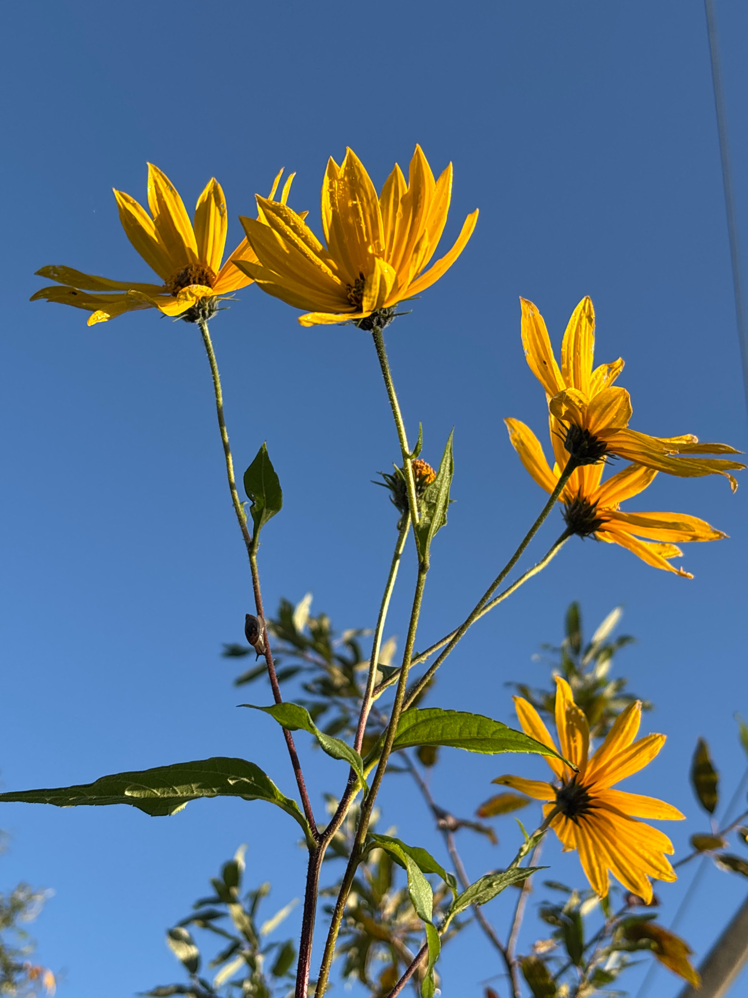 Four bright yellow flowers with pointed petals are seen from a low angle against a clear blue sky. The flowers are facing upwards and slightly to the right. One flower in the foreground is viewed from its underside, revealing the dark center and the arrangement of its petals. Another flower to the left is seen more from the side, with some water droplets visible on its petals. A third flower, further back and to the right, is also viewed from below. The fourth flower is partially obscured by leaves and appears to be opening. Green stems and leaves are visible, with some appearing thin and wispy, and others broad and elongated. A small, dark snail is clinging to one of the thin stems. The overall scene suggests an outdoor setting, possibly a garden or natural area, with the sun illuminating the flowers from behind. The image does not contain any visual information that would allow for the determination of its location in the city of Семибратово, Russia.