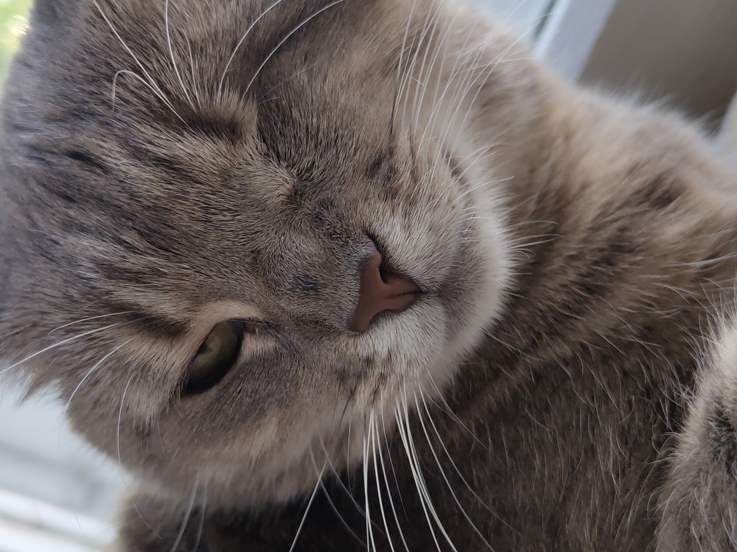 The image shows a close-up of a grey tabby cat's face. The cat is lying down with its head tilted to the right. One eye is partially visible, and the nose is pink. The cat's fur is grey with darker stripes. Long white whiskers are visible. The location is unknown.