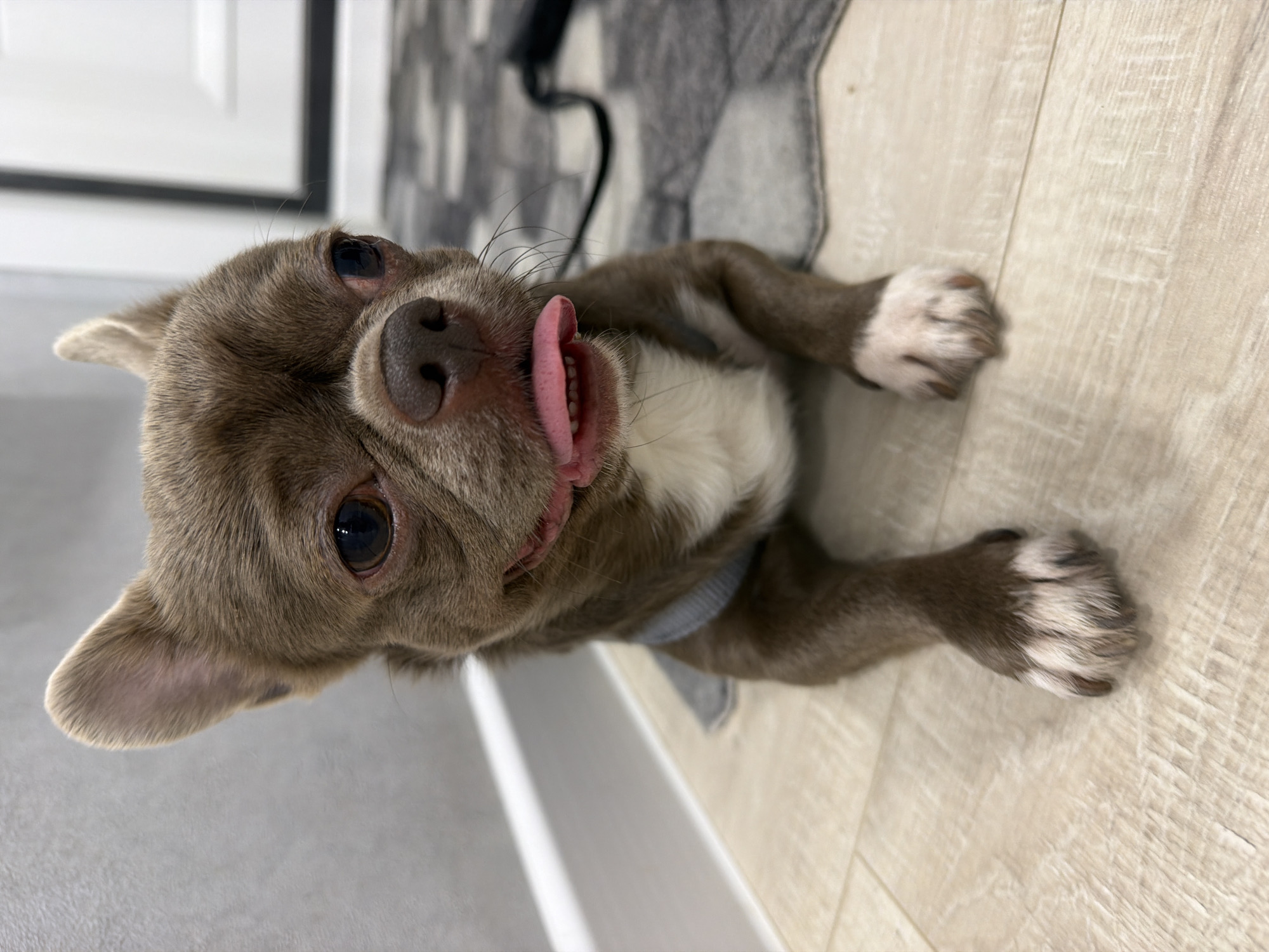 A close-up, low-angle shot captures a brown and white chihuahua dog lying on a light-colored wooden floor. The dog is wearing a grey knitted vest. Its tongue is partially sticking out, and its eyes appear slightly red and watery. The background is blurred, showing a grey wall with a white baseboard on the left and a doorway with a white door on the right. The overall lighting is soft, and the scene is indoor. The location is described as Votkinsk, Russia.