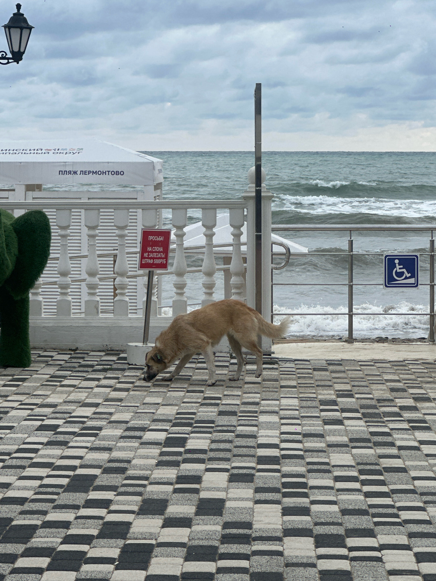 A light brown dog is sniffing the ground on a black and white checkered paved walkway. In the background, there is a white railing, a white tent with Cyrillic lettering that reads "ПЛЯЖ ЛЕРМОНТОВО" (Lermontovo Beach), and a choppy sea under a cloudy sky. A sign with Cyrillic text is posted on a pole near the railing, and a blue wheelchair-accessible symbol is visible on the railing. To the left, a green topiary sculpture shaped like a cactus is partially visible. The scene appears to be a public area by the sea in Lermontovo, Russia.