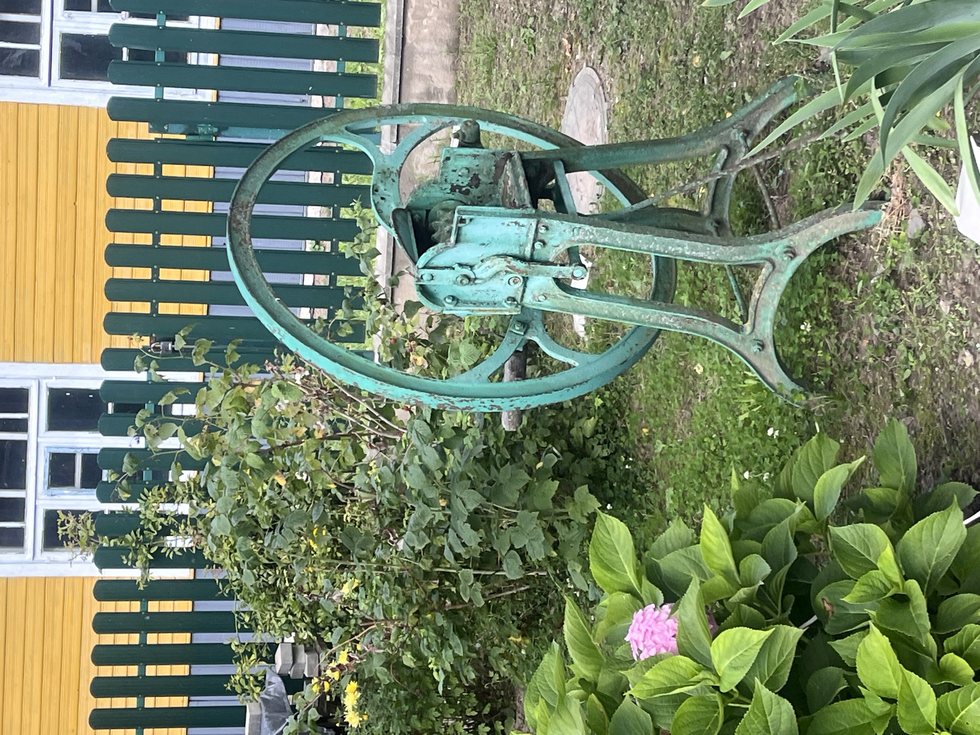 In Zhaludok, Belarus, a turquoise metal contraption, likely a fodder cutter, stands in a grassy yard. The machine has large spoked wheels and a complex mechanism of gears and blades, showing signs of rust and age. It is positioned near a vibrant green wooden fence, which separates the yard from a building with a bright yellow wooden exterior and white-trimmed windows. Lush green foliage, including large-leafed hydrangeas with a single pink bloom, surrounds the machine and fence, suggesting a garden setting. The ground is covered in a mix of grass and dirt.