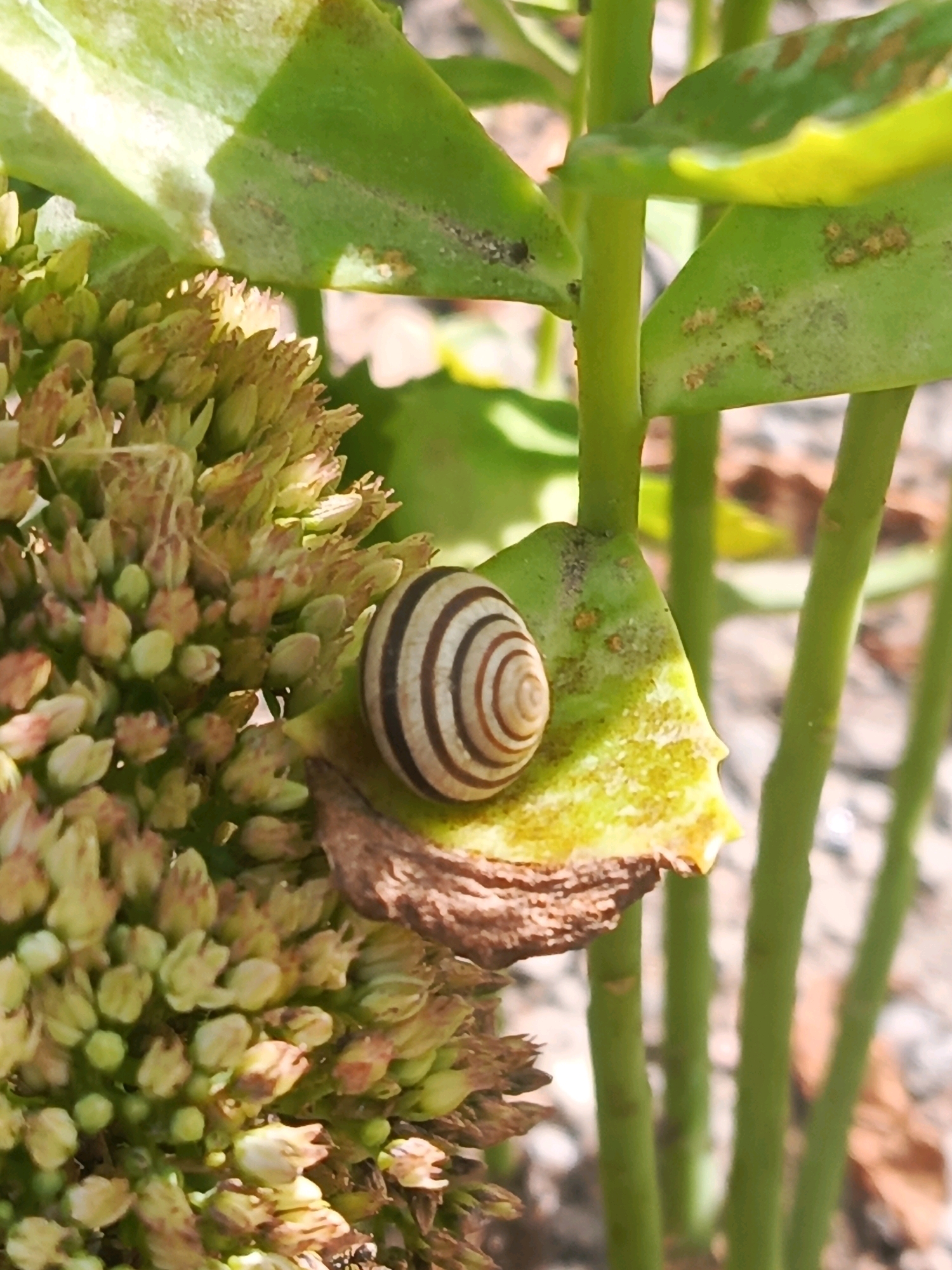 A snail with a striped shell rests on a green leaf of a succulent plant, with a cluster of unopened flower buds to its left. The background consists of blurred green stems and the ground. The image is a close-up shot, taken outdoors in what appears to be a garden or natural setting.