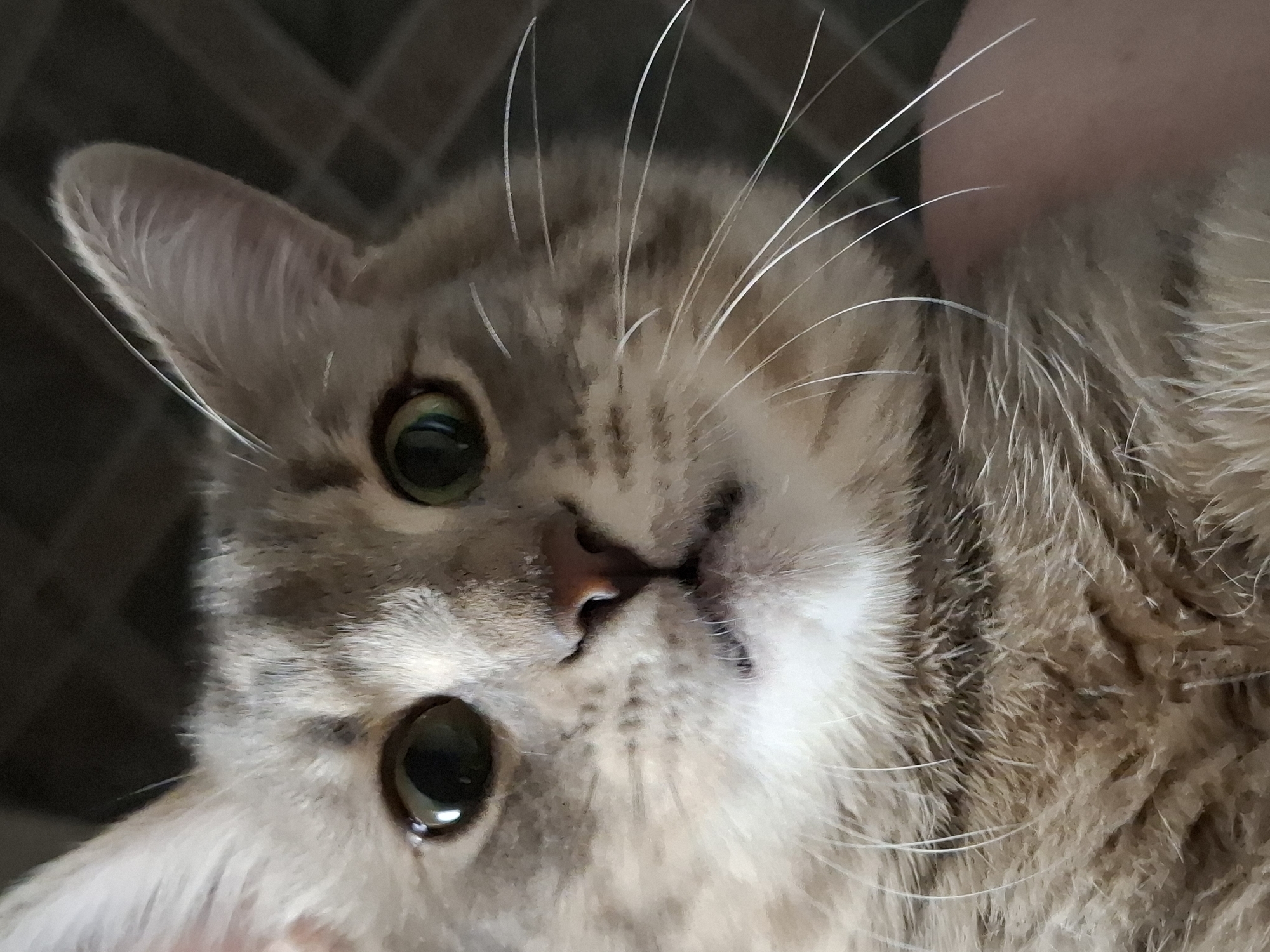 A close-up, eye-level shot of a tan and white tabby cat. The cat is looking at the camera with wide green eyes and prominent white whiskers. The background appears to be a dark tiled surface. The image is slightly rotated. The location is Unknown, Unknown.