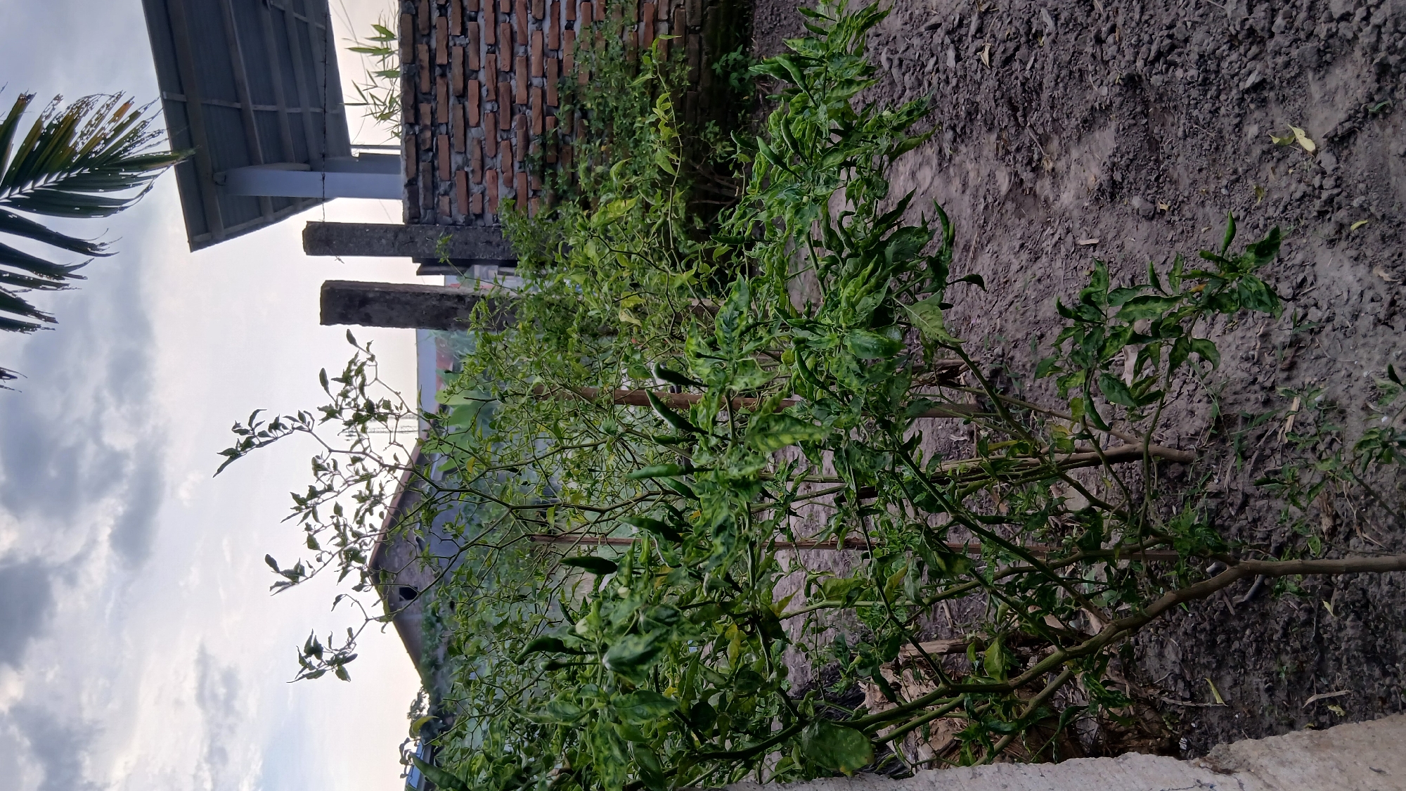 The image depicts an outdoor scene in Klambir Lima Kebun, Indonesia, featuring several chili plants with green peppers. The plants are growing in dark soil, with some dried leaves scattered on the ground. In the background, a brick wall and a portion of a building with a grey roof are visible. Two concrete pillars stand near the wall. The sky is overcast with clouds, and a palm frond extends from the top right corner of the frame. The lighting suggests it might be late afternoon or early morning.