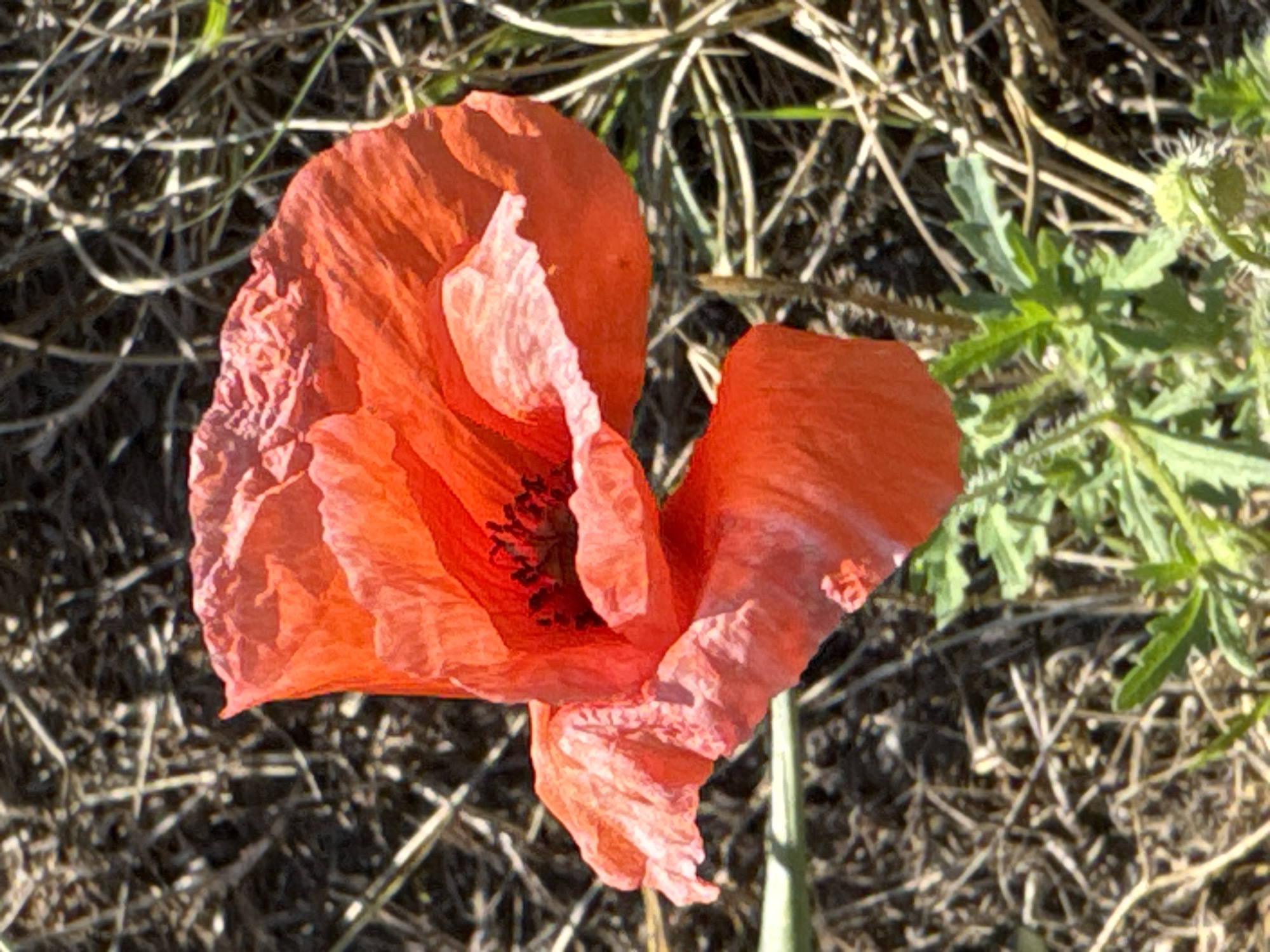 A close-up, top-down shot captures a vibrant red poppy flower with delicate, crinkled petals against a backdrop of dry, brown grass and straw. The poppy's center is dark and detailed, with visible stamens. Some green leaves and a developing bud are visible at the base of the flower. The scene is outdoors, in a natural setting. The image quality is fair. The image was taken in Wettstetten, Germany.