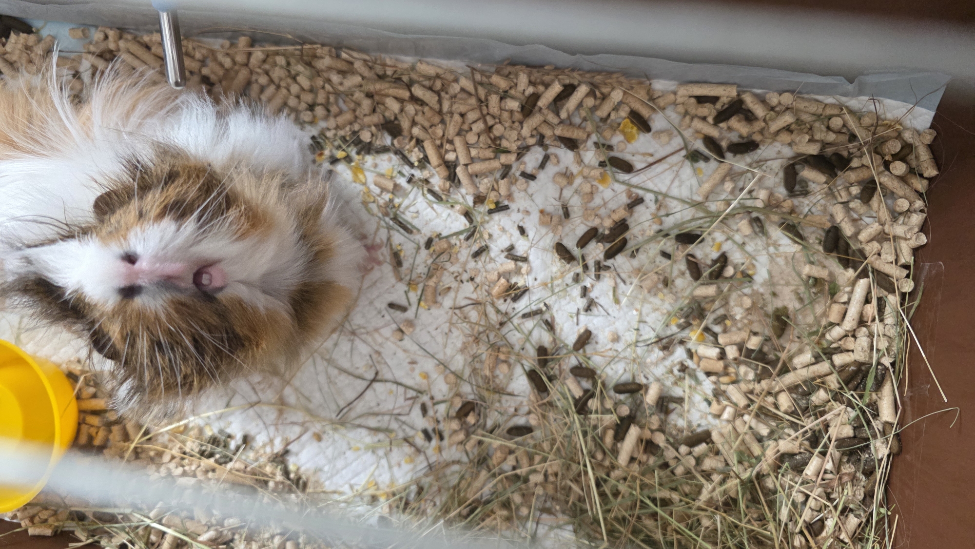 A guinea pig lies on its back in a cage. The cage is lined with white paper and filled with wood pellets, hay, and guinea pig droppings. A water bottle and a yellow food bowl are visible in the upper left corner. The photograph was taken indoors. There is no indication that the photo was taken in Blagoevgrad, Bulgaria.