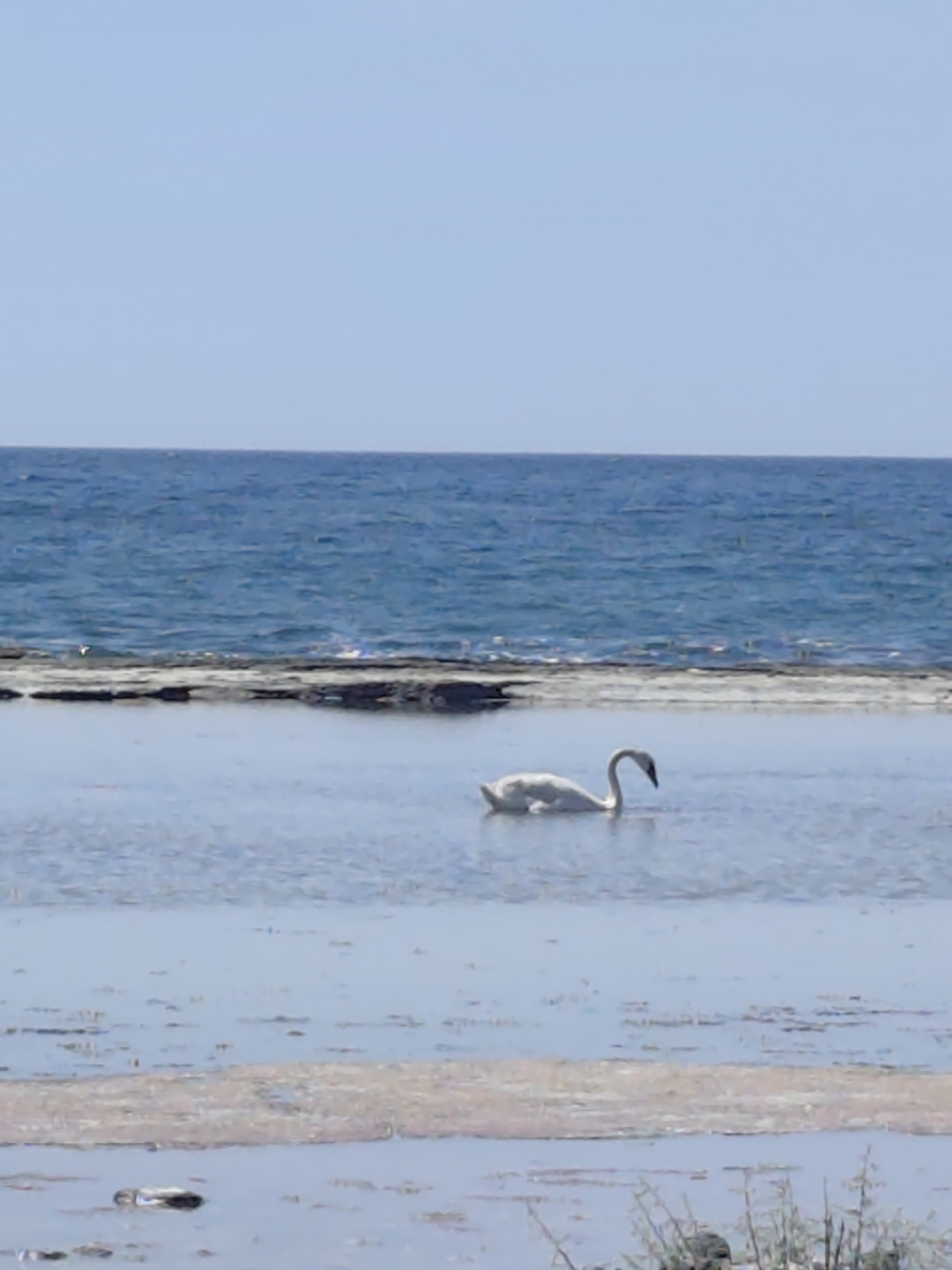 A lone white swan swims in shallow, calm water. Behind the shallow water, a dark, rocky embankment is visible, and beyond that, the deep blue ocean stretches to the horizon under a clear, light blue sky. The scene appears to be a natural coastal environment. There are no people or structures visible in the image.