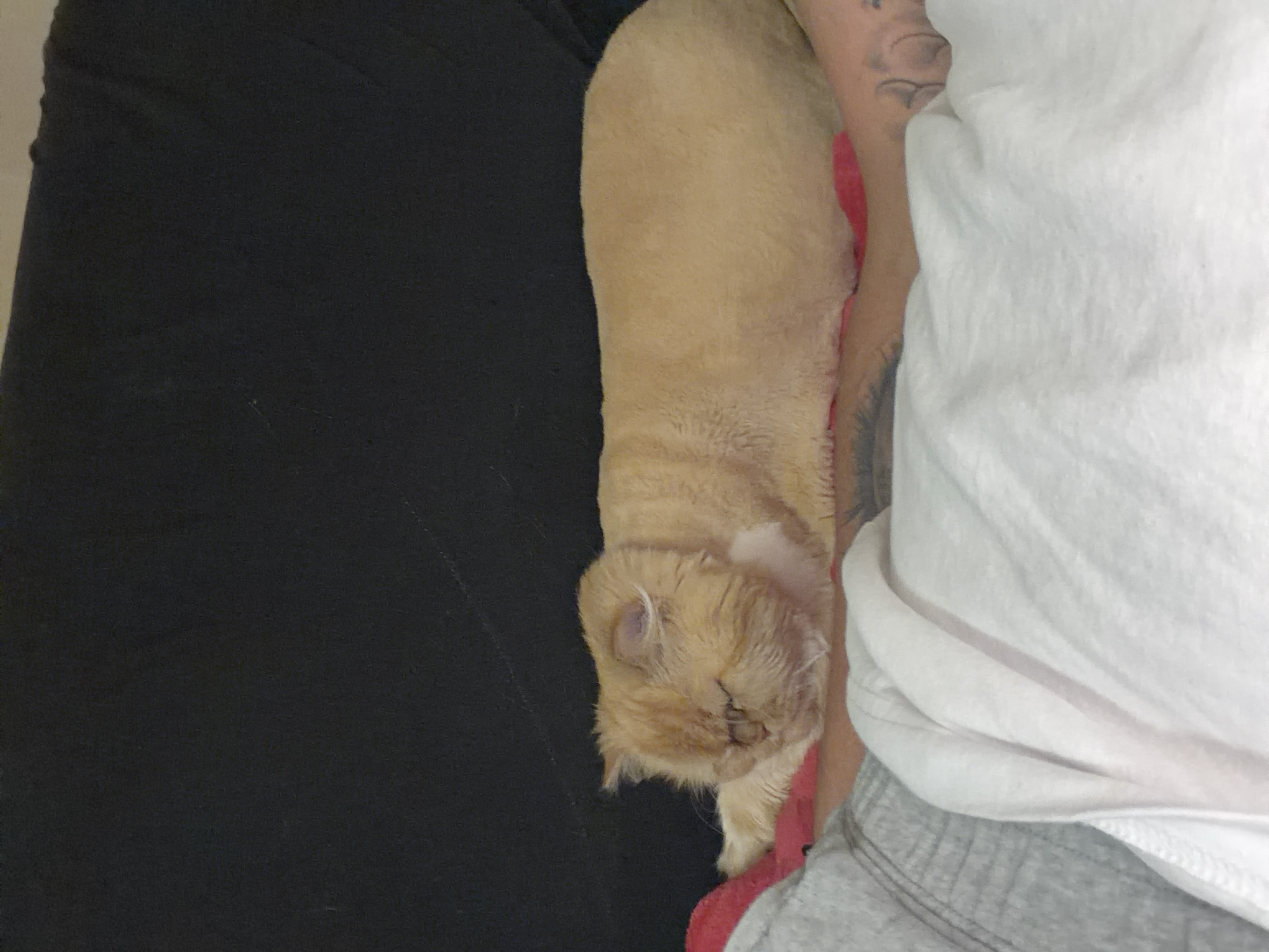 A light orange cat with short fur and a shaved body is sleeping on a person's lap. The cat is lying on its side, with its head resting on the person's arm. The person is wearing a gray and white striped shirt and a white blanket is draped over their lap. The background is dark and appears to be a couch. This image was taken in Sofia, Bulgaria.