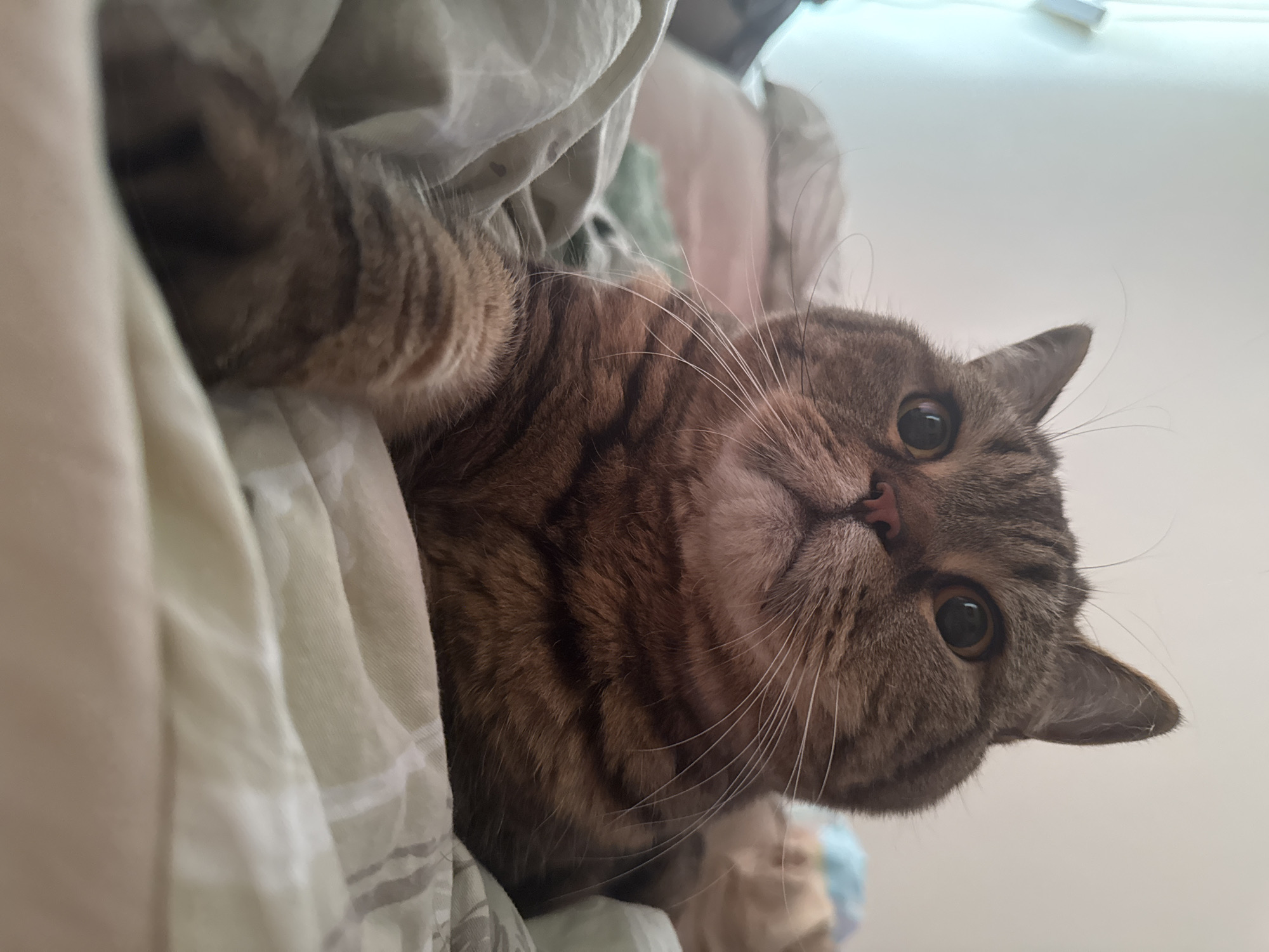 The image shows a close-up of a brown tabby cat lying on a bed. The cat is facing the camera with its eyes wide open. The background is a softly lit room with sheets and blankets visible. The cat's left paw is extended forward, resting on the bedding. There is no information available about the location being Mikhaylovsk, Russia.