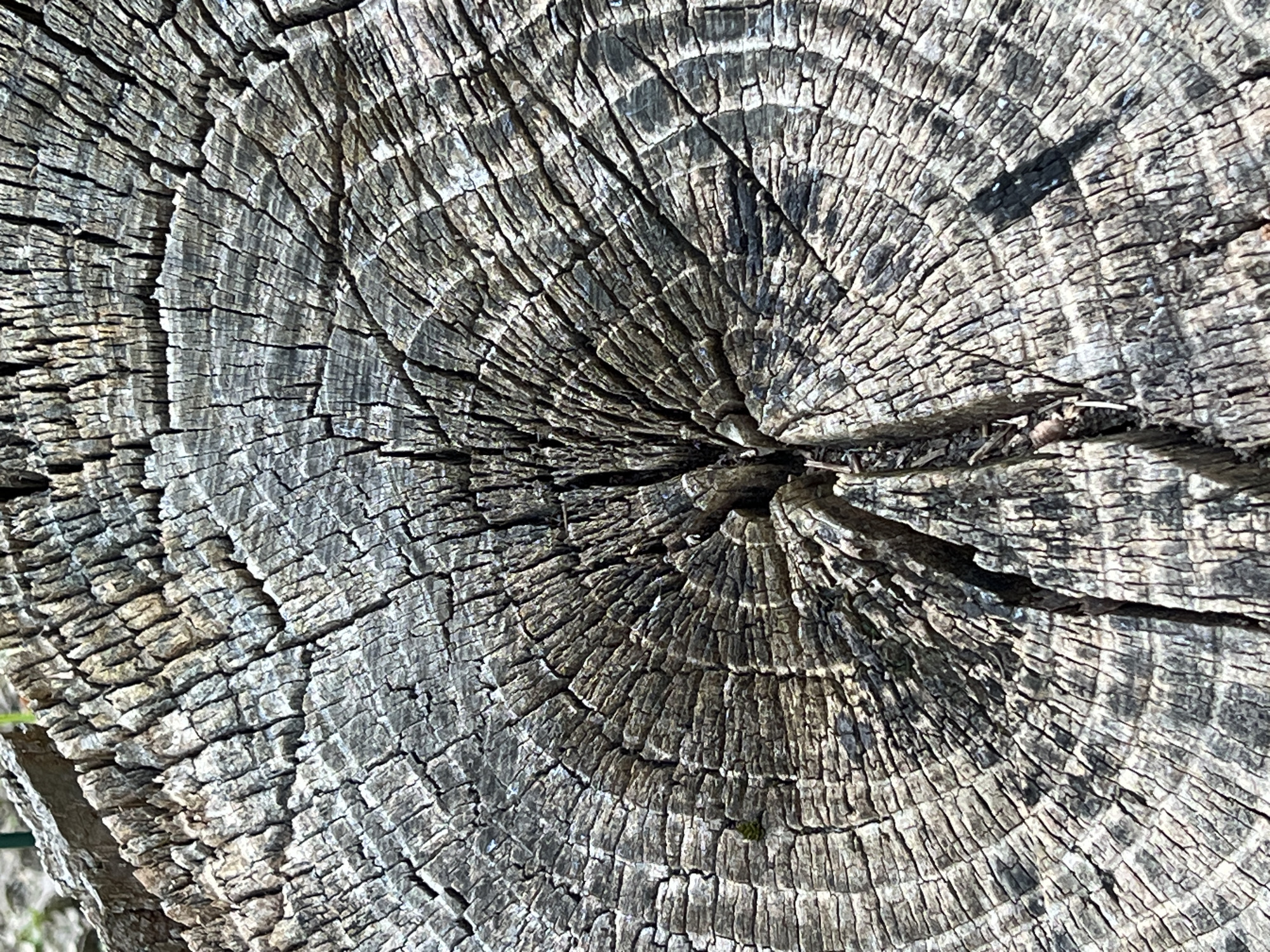 The image shows a close-up, overhead view of a weathered tree stump. The stump displays prominent growth rings, characteristic of a cross-section of a tree trunk. The wood is grey and appears dry and cracked, with a rough, textured surface. The growth rings are visible as concentric circles, radiating from a central point, though the center itself is not clearly defined due to the texture. Fine cracks and fissures are present throughout the surface, indicating age and exposure to the elements. Some darker lines within the rings suggest variations in wood density or possibly decay. The overall impression is of a natural object that has been subjected to weathering and time. There are no people or animals visible in the image, and no identifiable landmarks or structures are present. The lighting suggests it is daytime, with shadows indicating the direction of the light source. The provided context of Severskaya, Russia, suggests this is an outdoor scene, likely in a park, forest, or a rural area within the city.